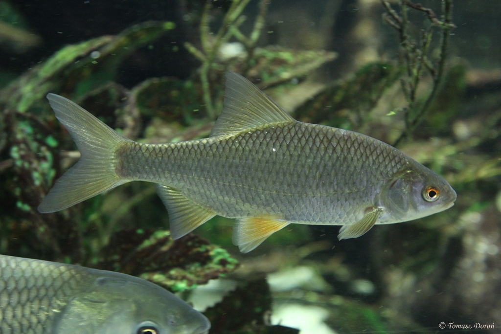Roach (Rutilus rutilus)