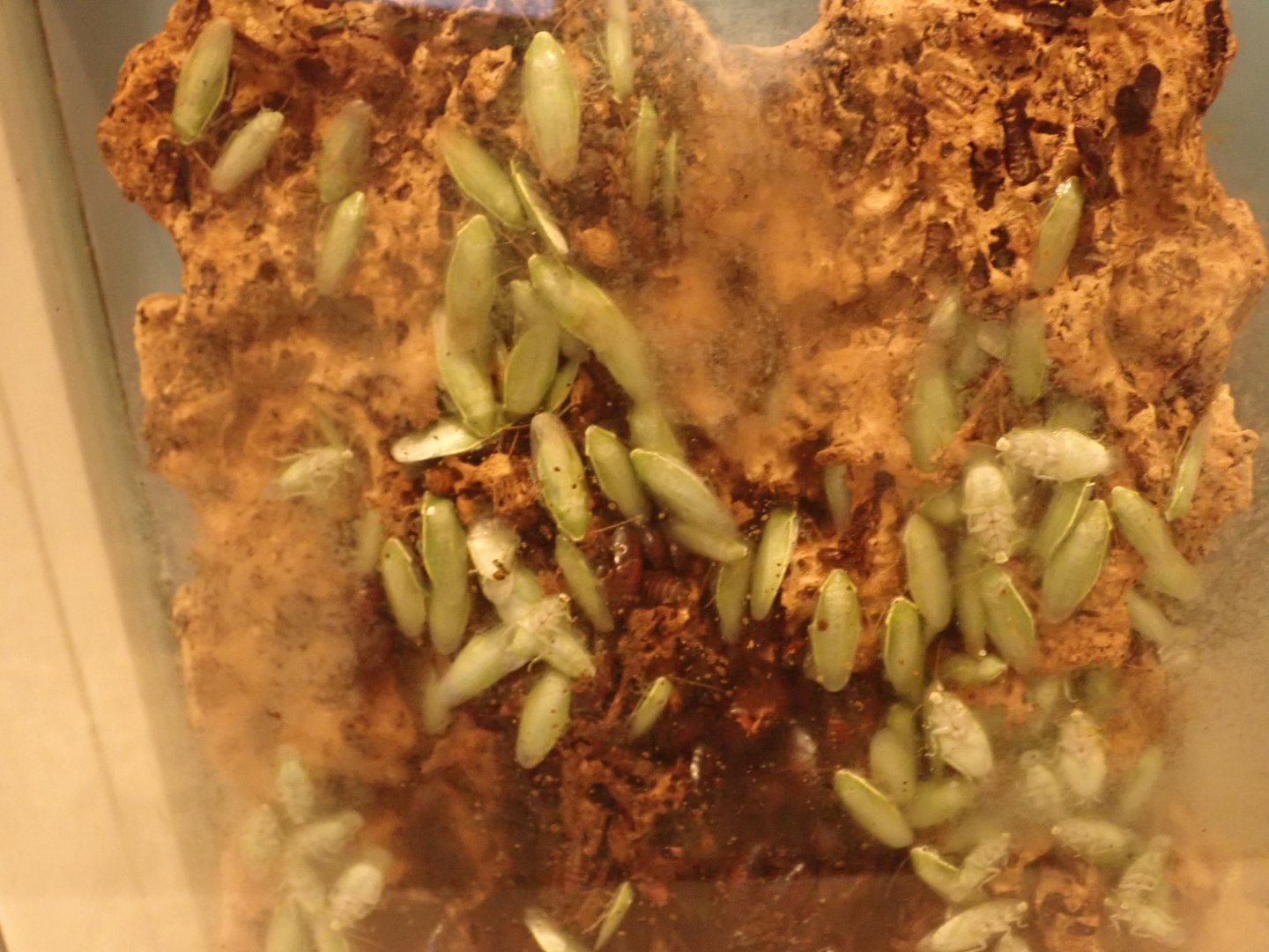 Roaches (unidentified)