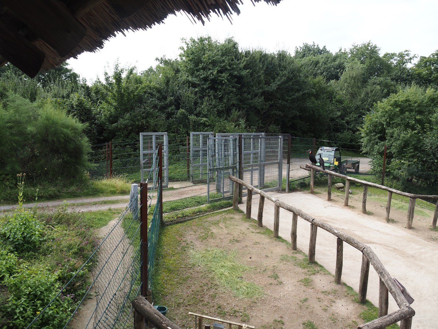 Road and gates to holding and indoor areas for Bush/Tree savanna exhibit, 2024-08-05