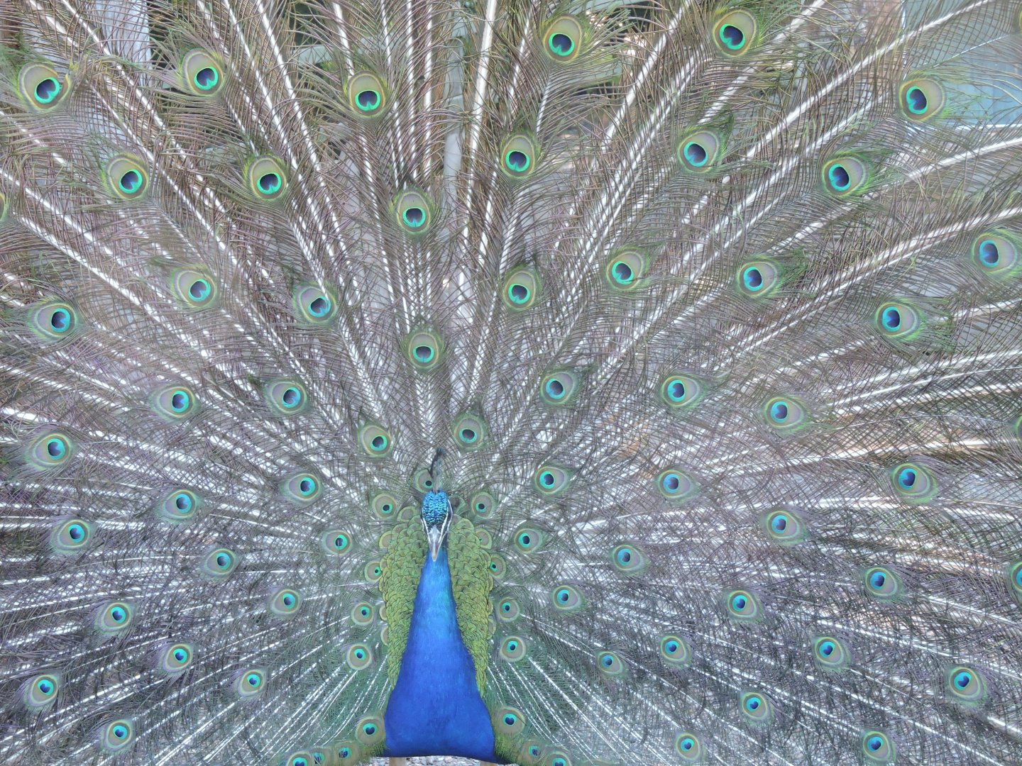 Road Block - free ranging peafowl