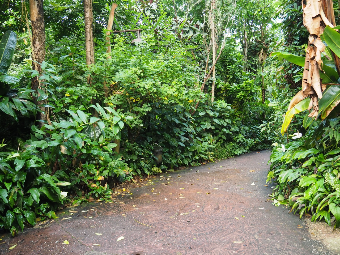 Road in Burgers' Bush (Sep 16th, 2018)