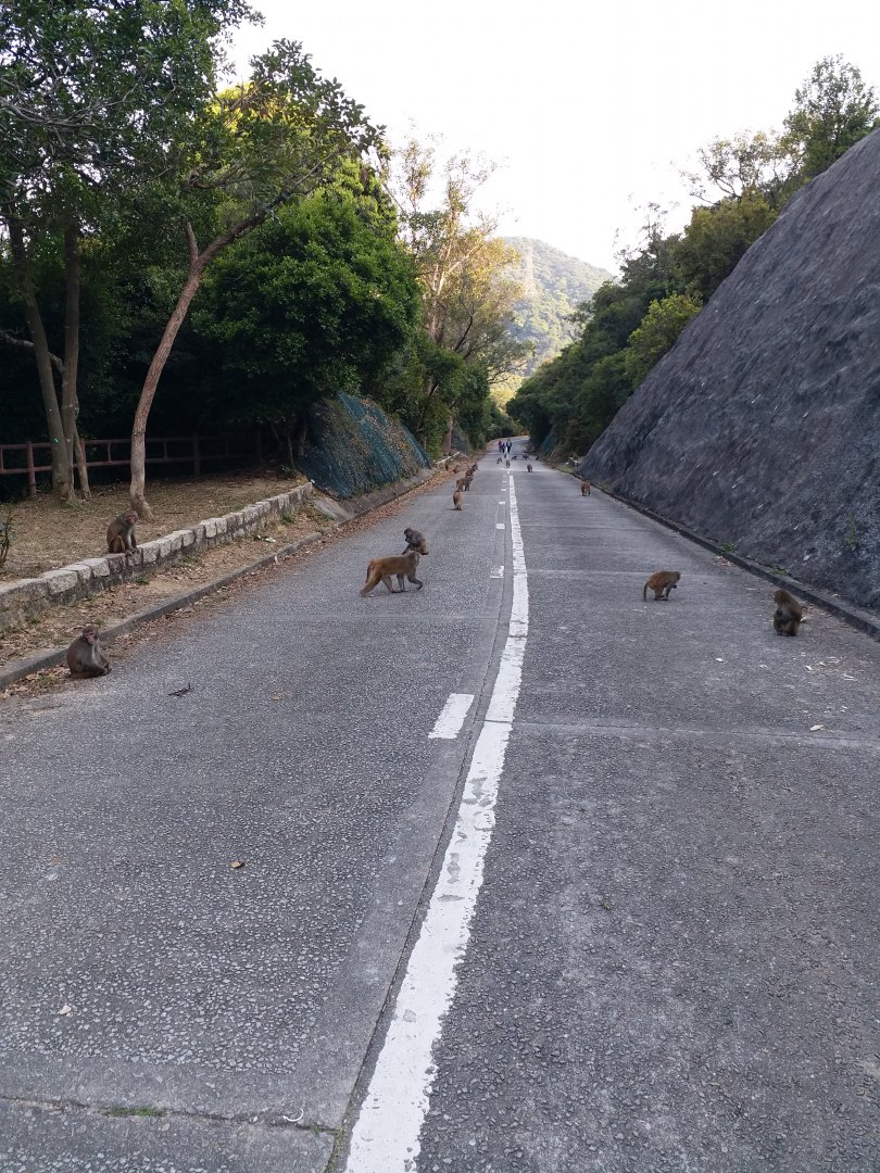 Road of macaque