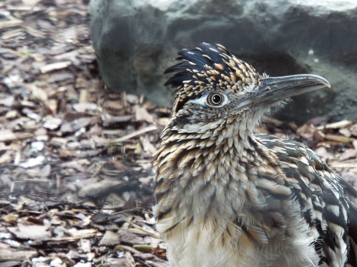 Road Runner, Hamerton