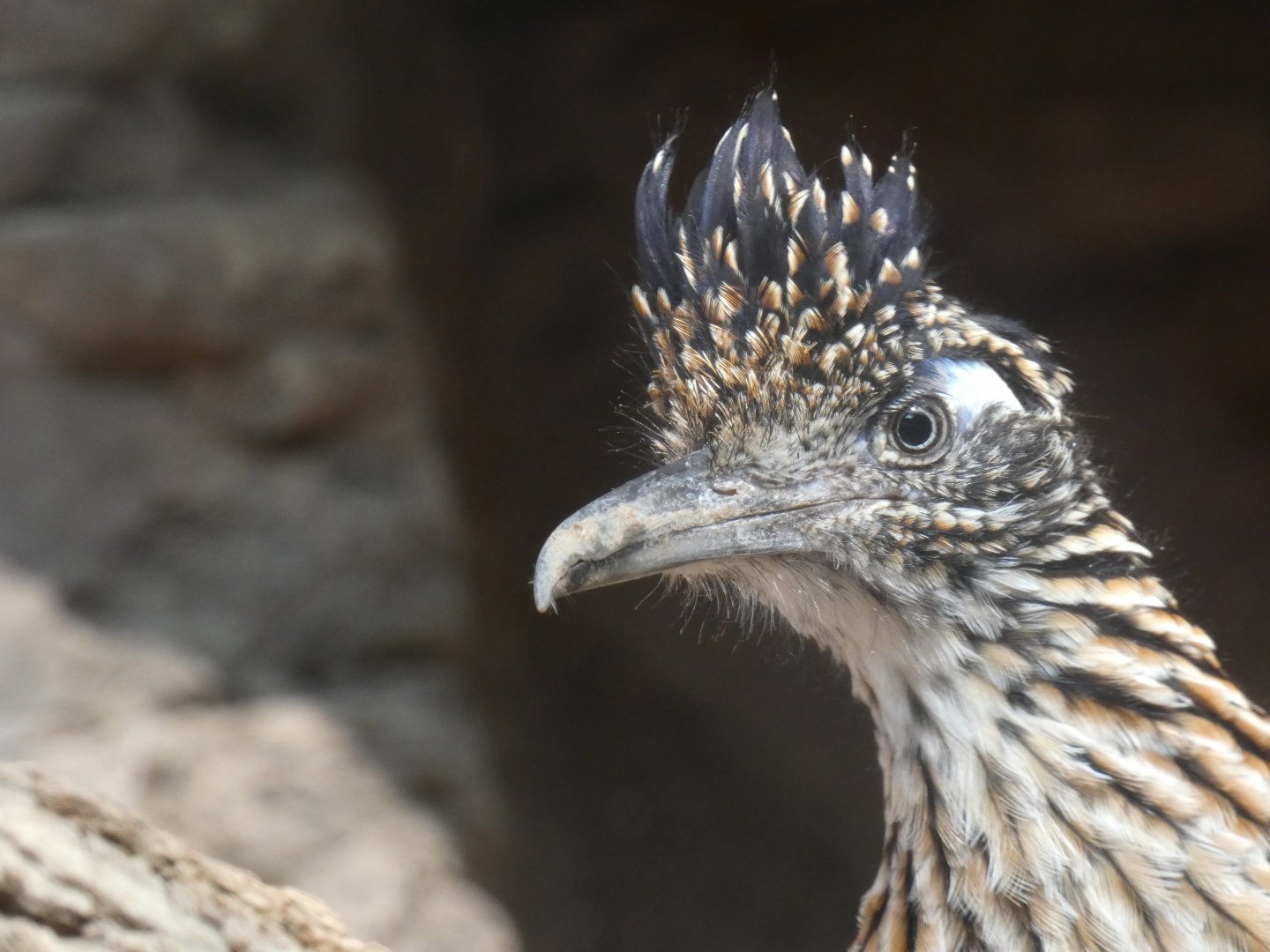 Road Runner, The Sonoran Desert, Desert Dome - Jun. 2021