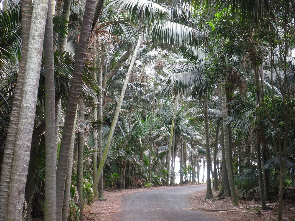 Road through Lord Howe Island palms
