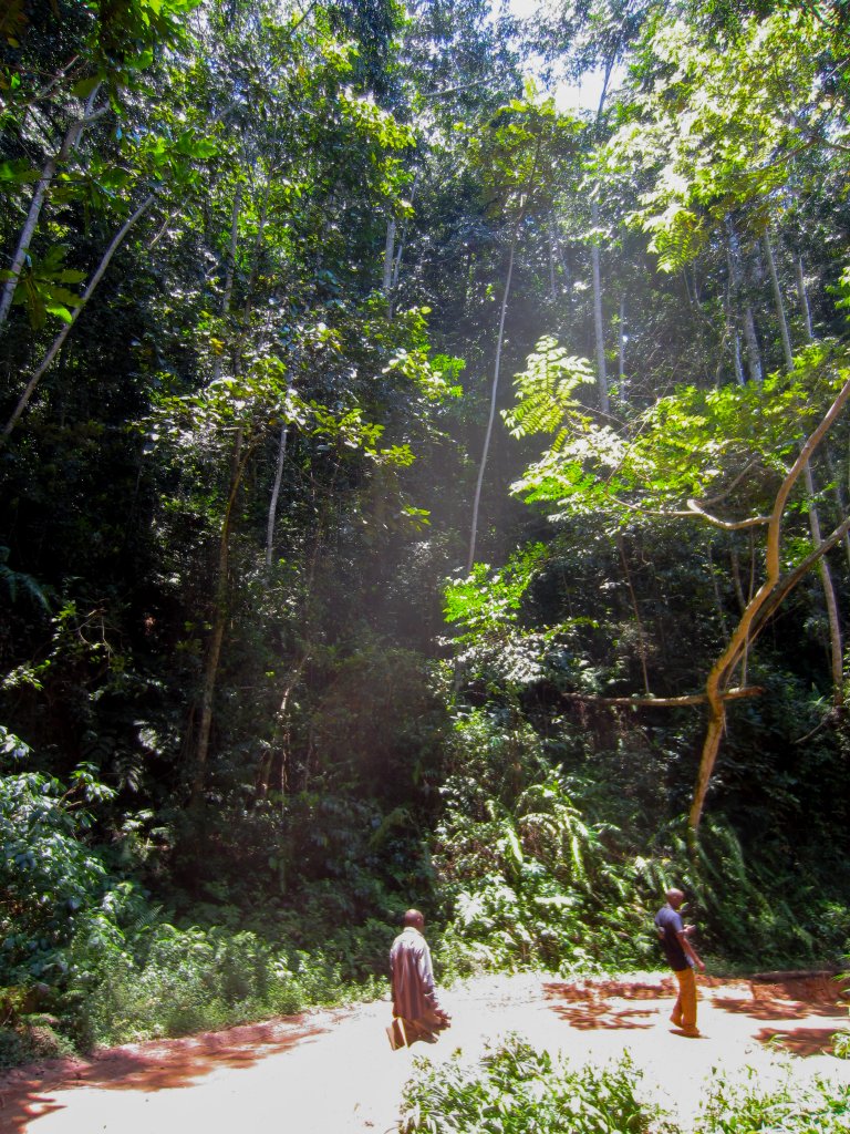 Road through the forest