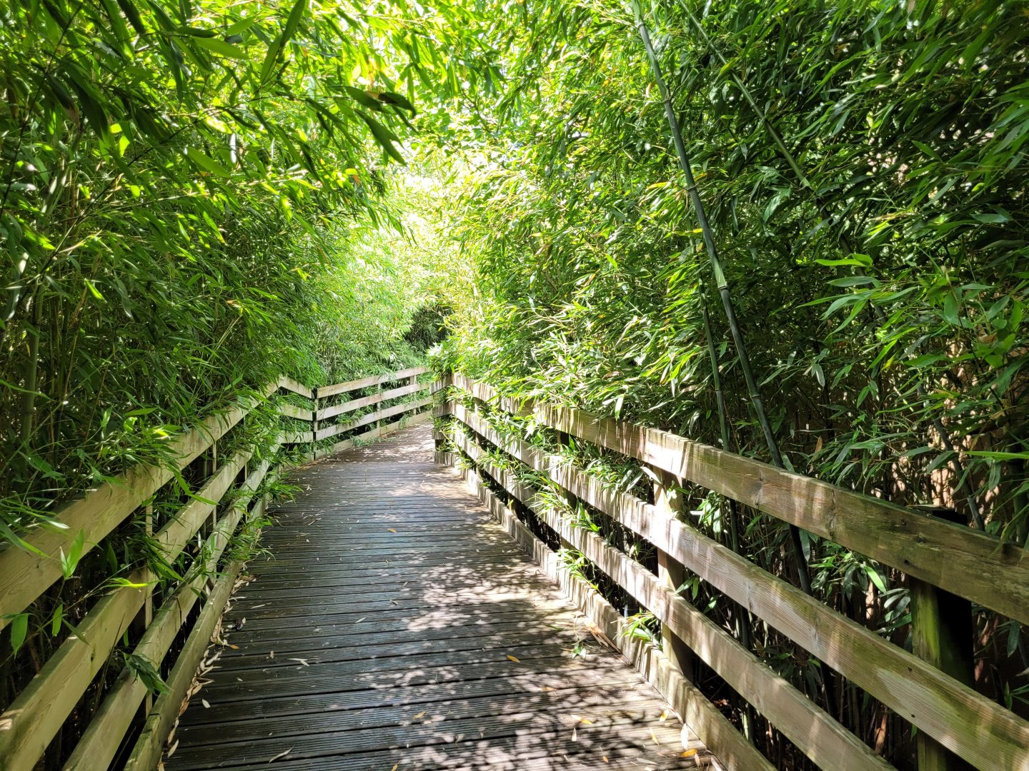 Road to orangutan house -Zoo du bassin d'Arcachon (2024)