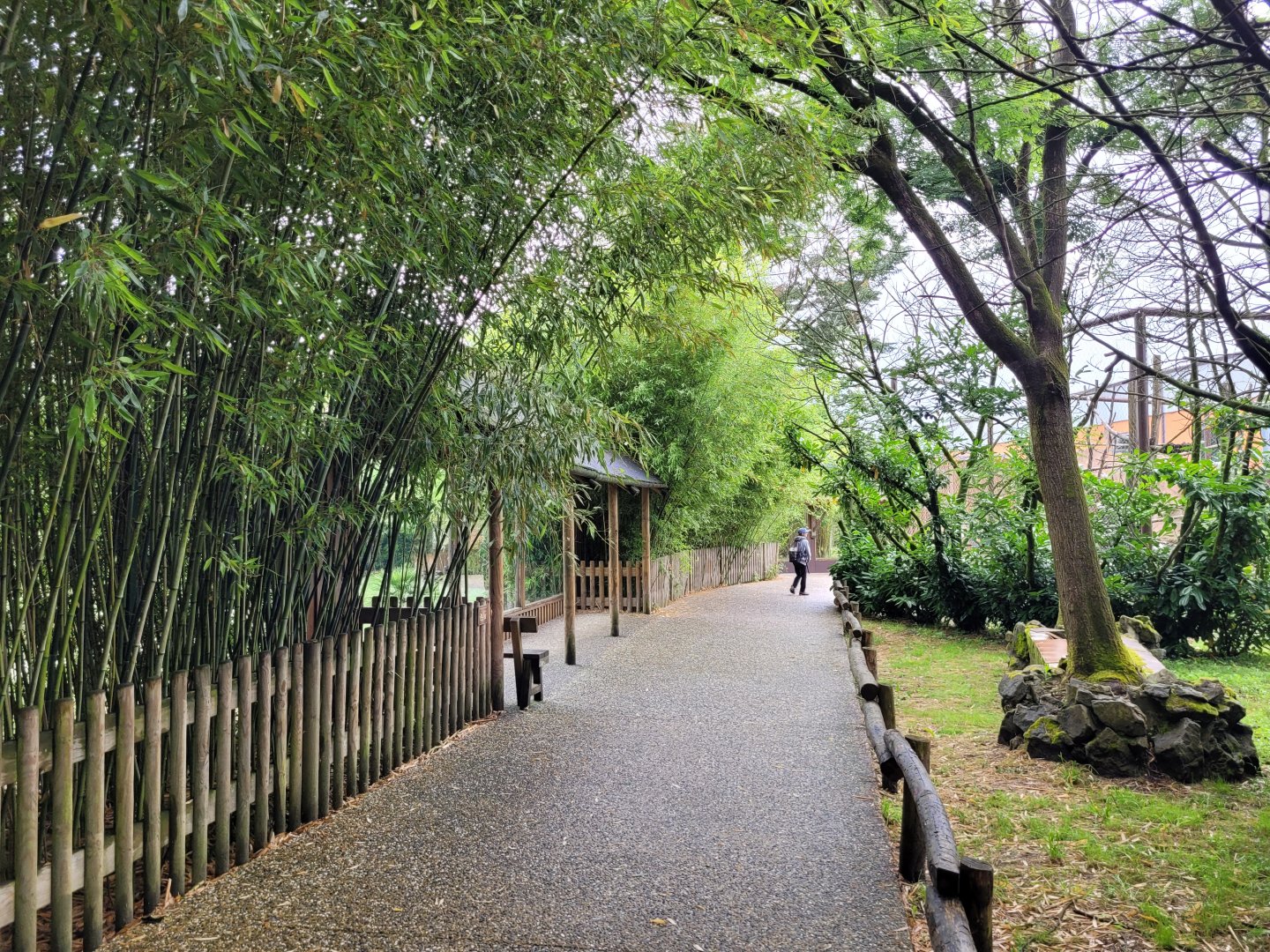 Road to second Sumatran tiger exhibit and Gorilla Camp -Zoo du bassin d'Arcachon (2024)