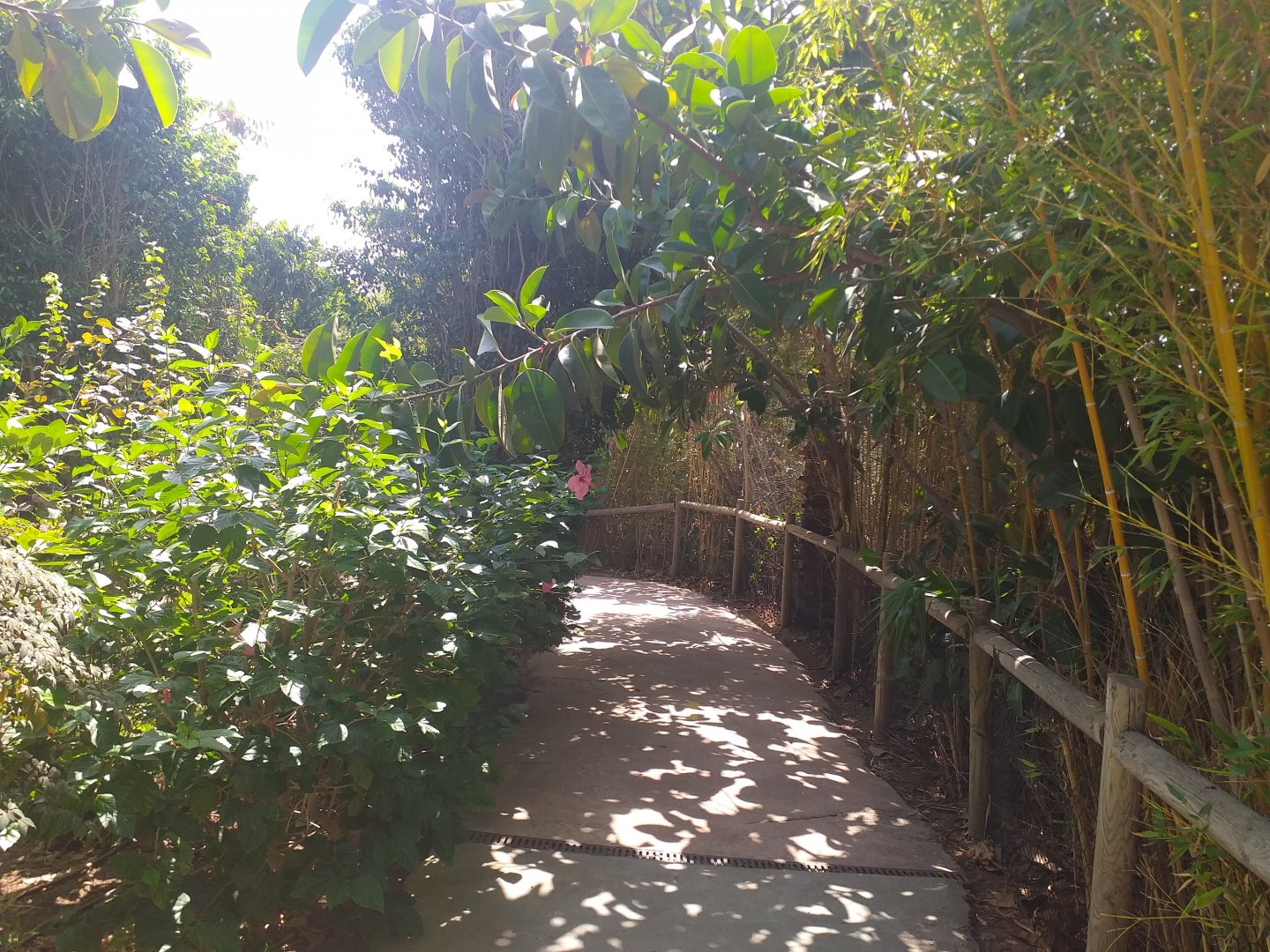 Road to the clouded leopard temple -TerraNatura Benidorm (2021)