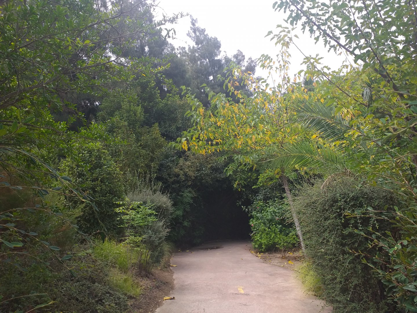 Road to the dhole exhibit -TerraNatura Benidorm (2021)