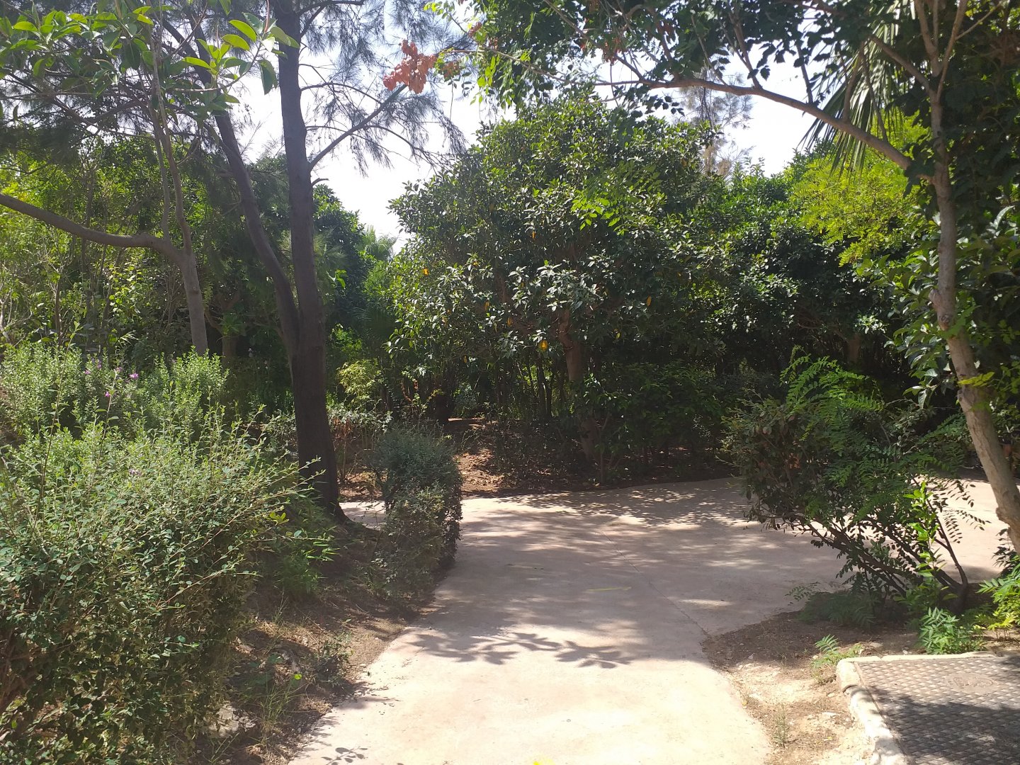 Road to the ungulate and lion viewing areas -TerraNatura Benidorm (2021)