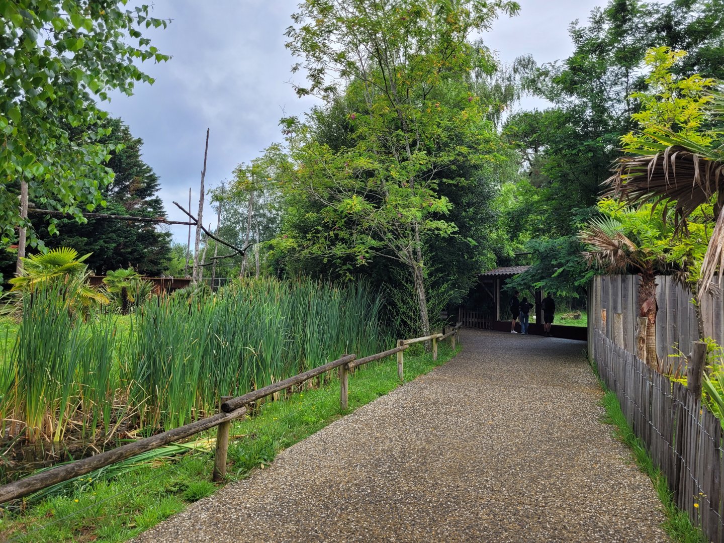 Road to tiger exhibits -Zoo du bassin d'Arcachon (2024)