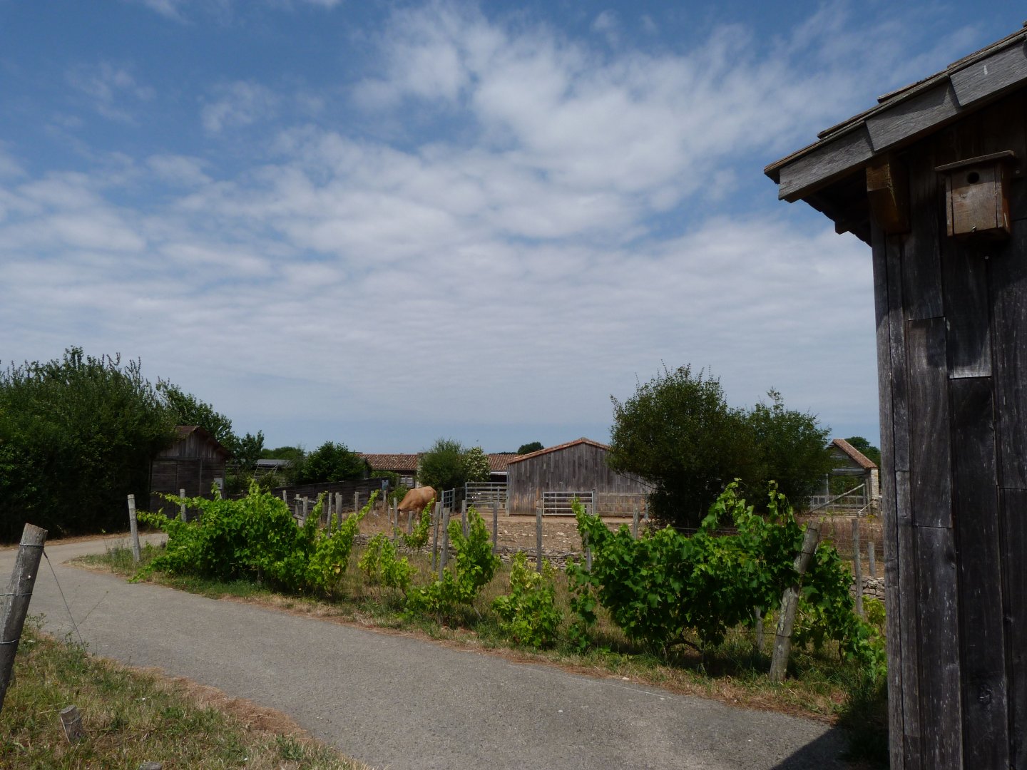 Road towards the farmhouse -Zoodyssée (2025)