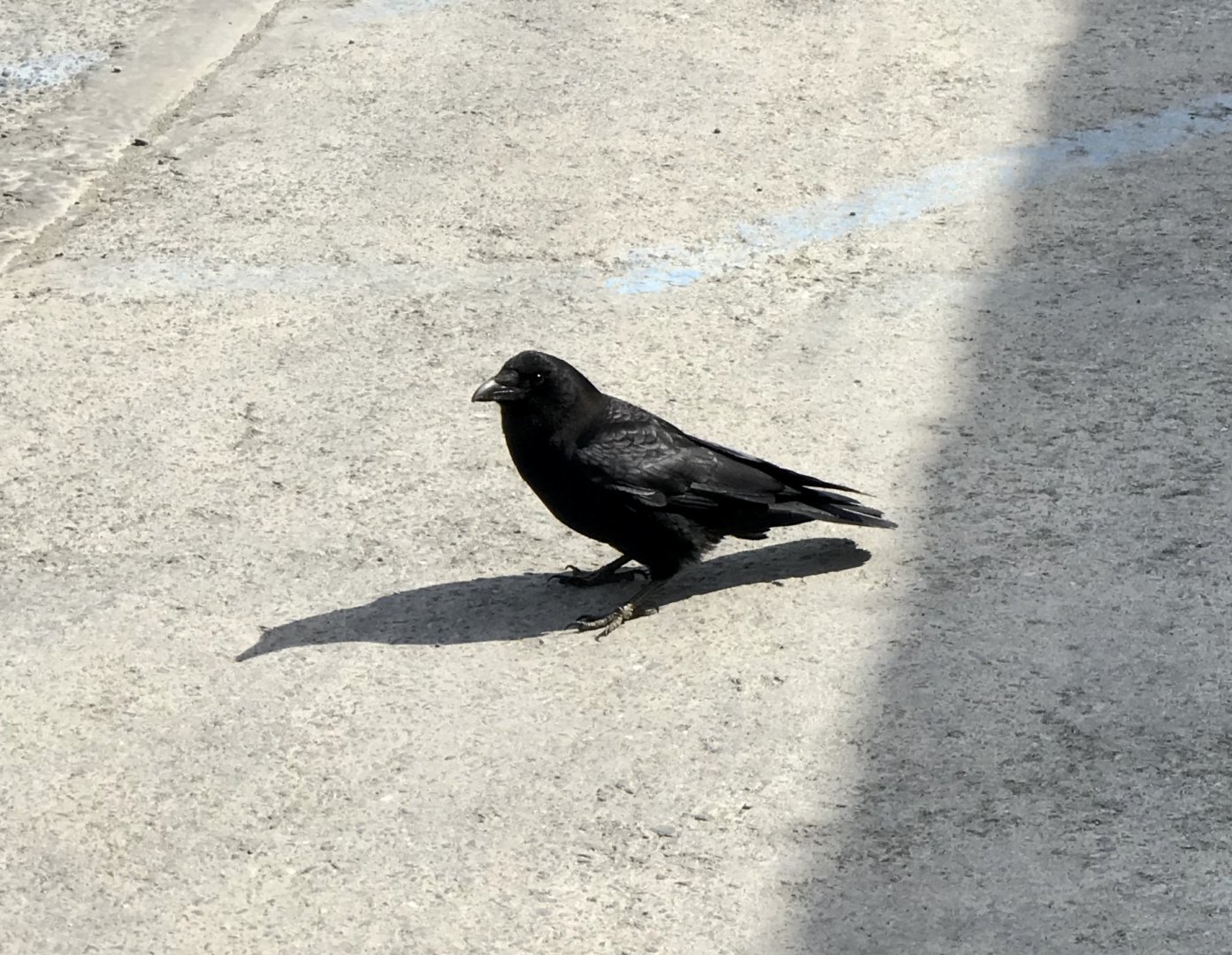 Road Trip to Homer - Northwestern Crow.