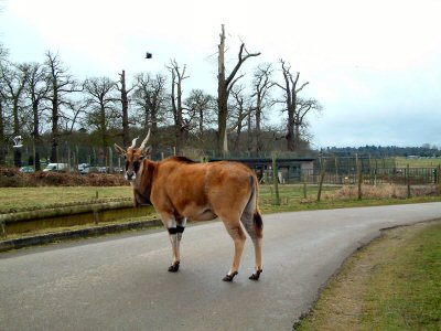 Roadblock at Woburn