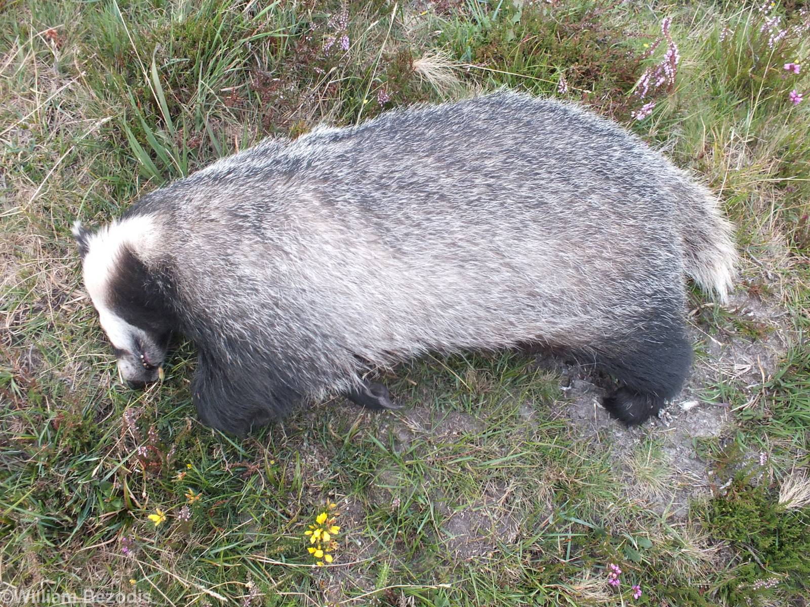 Roadkill Badger