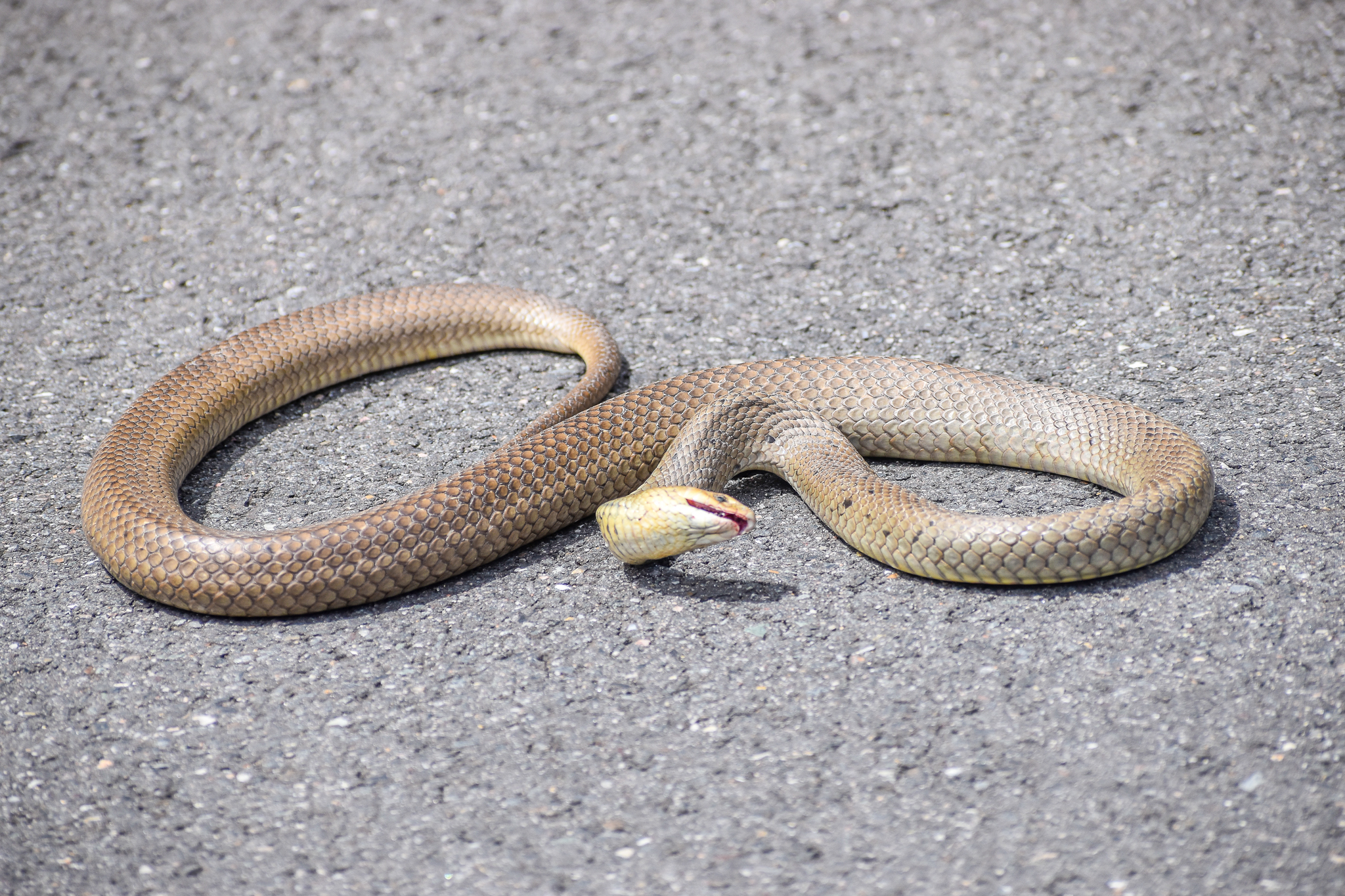 Roadkill - Eastern Brown Snake (Pseudonaja textilis)