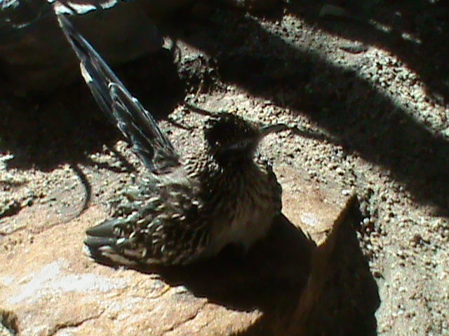 roadrunner 050910