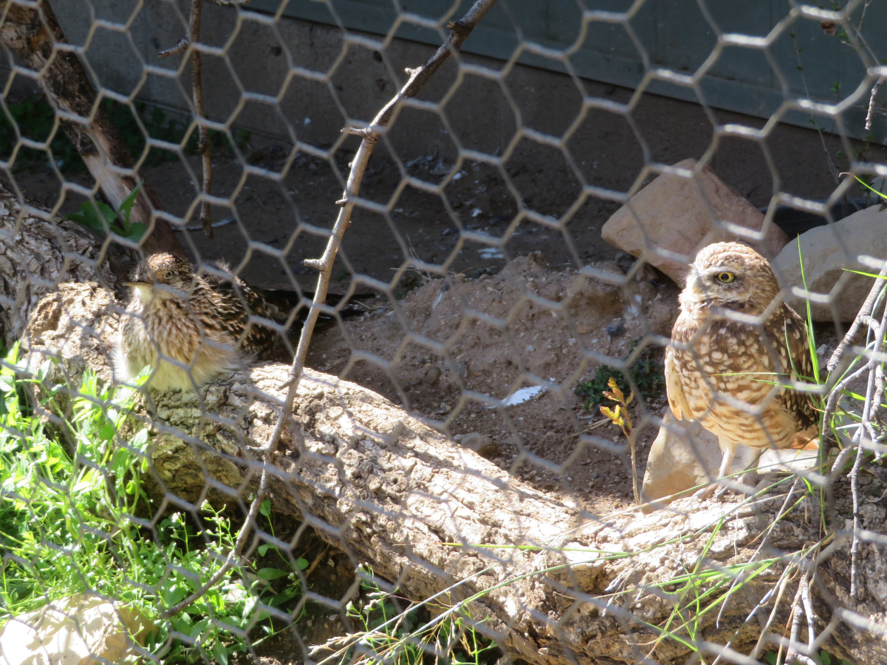 Roadrunner and Burrowing Owl