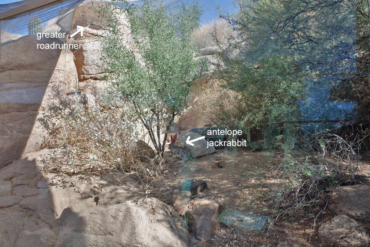 roadrunner and jackrabbit exhibit