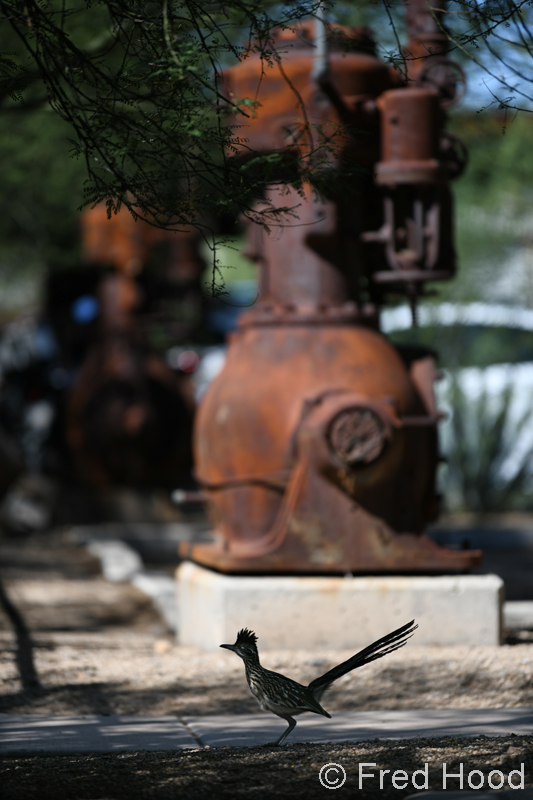 roadrunner at my condo complex