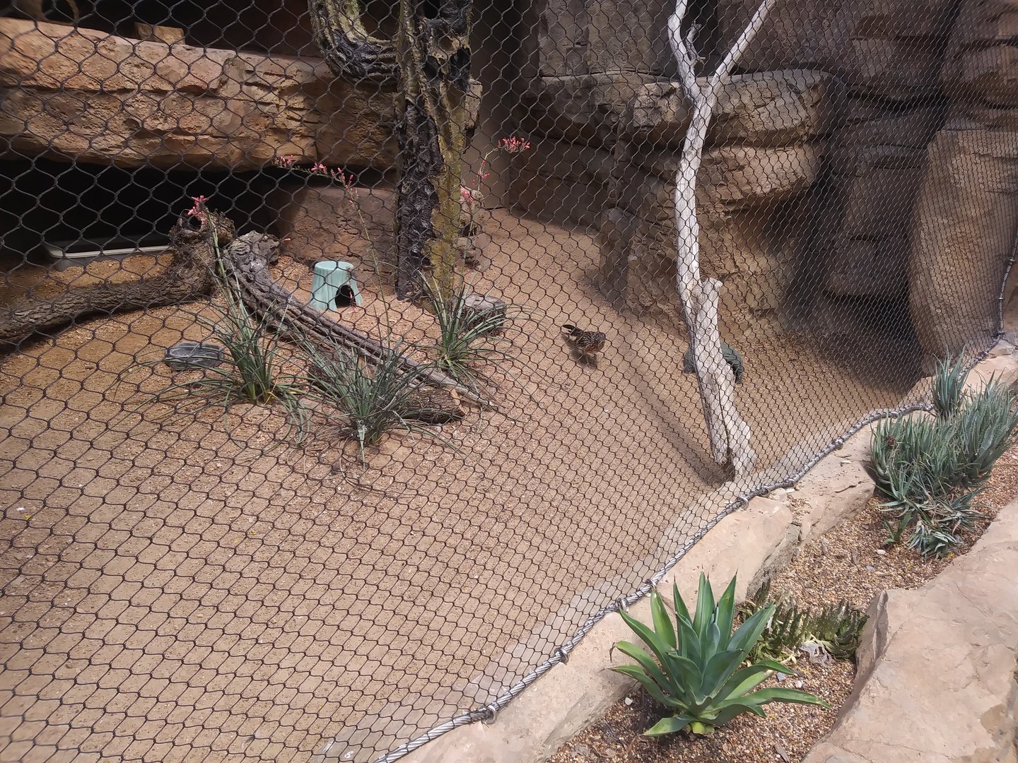 Roadrunner/Burrowing Owl Enclosure