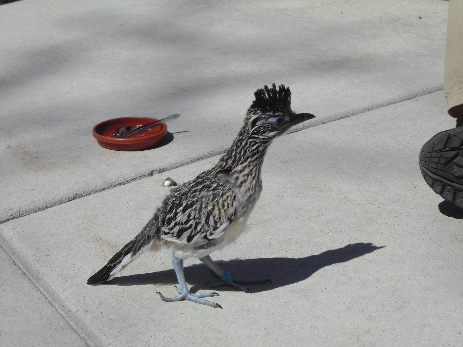 Roadrunner Chick