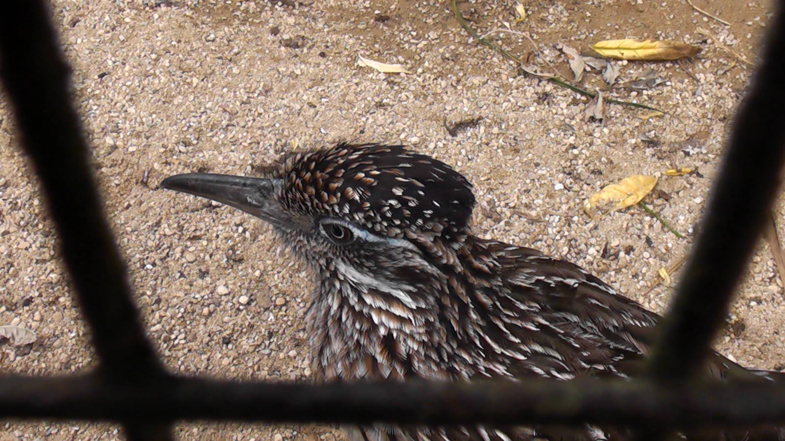 Roadrunner - Cotswold Wildlife Park