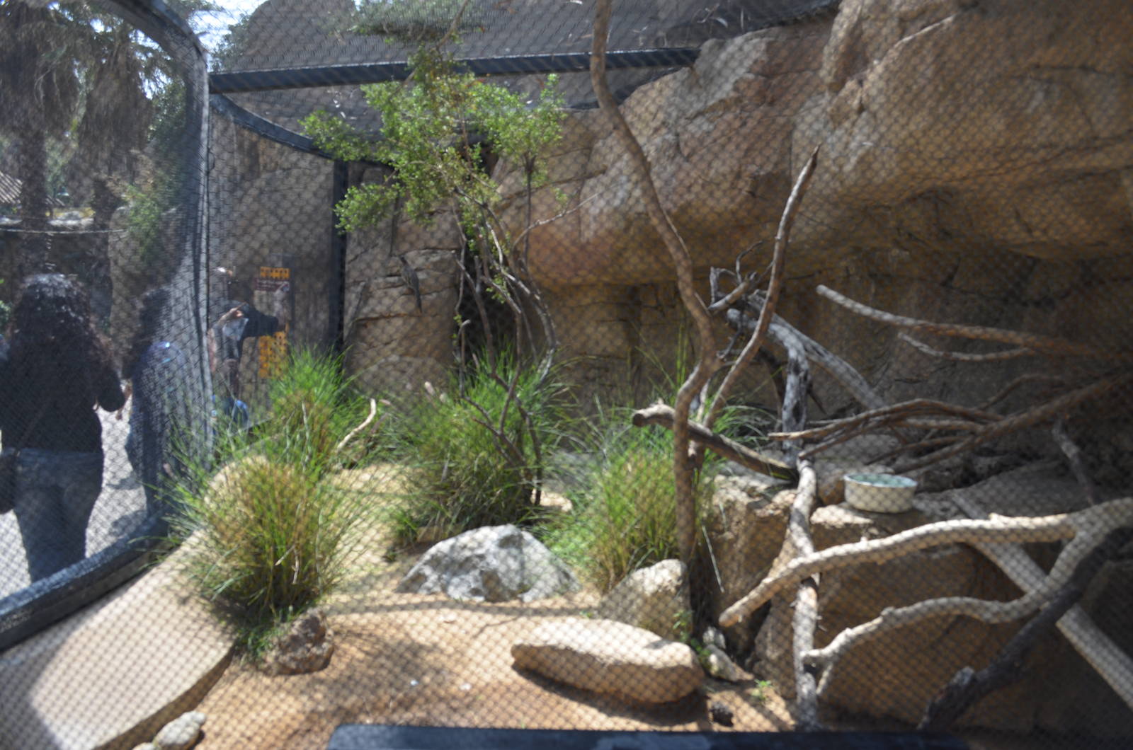 Roadrunner Exhibit