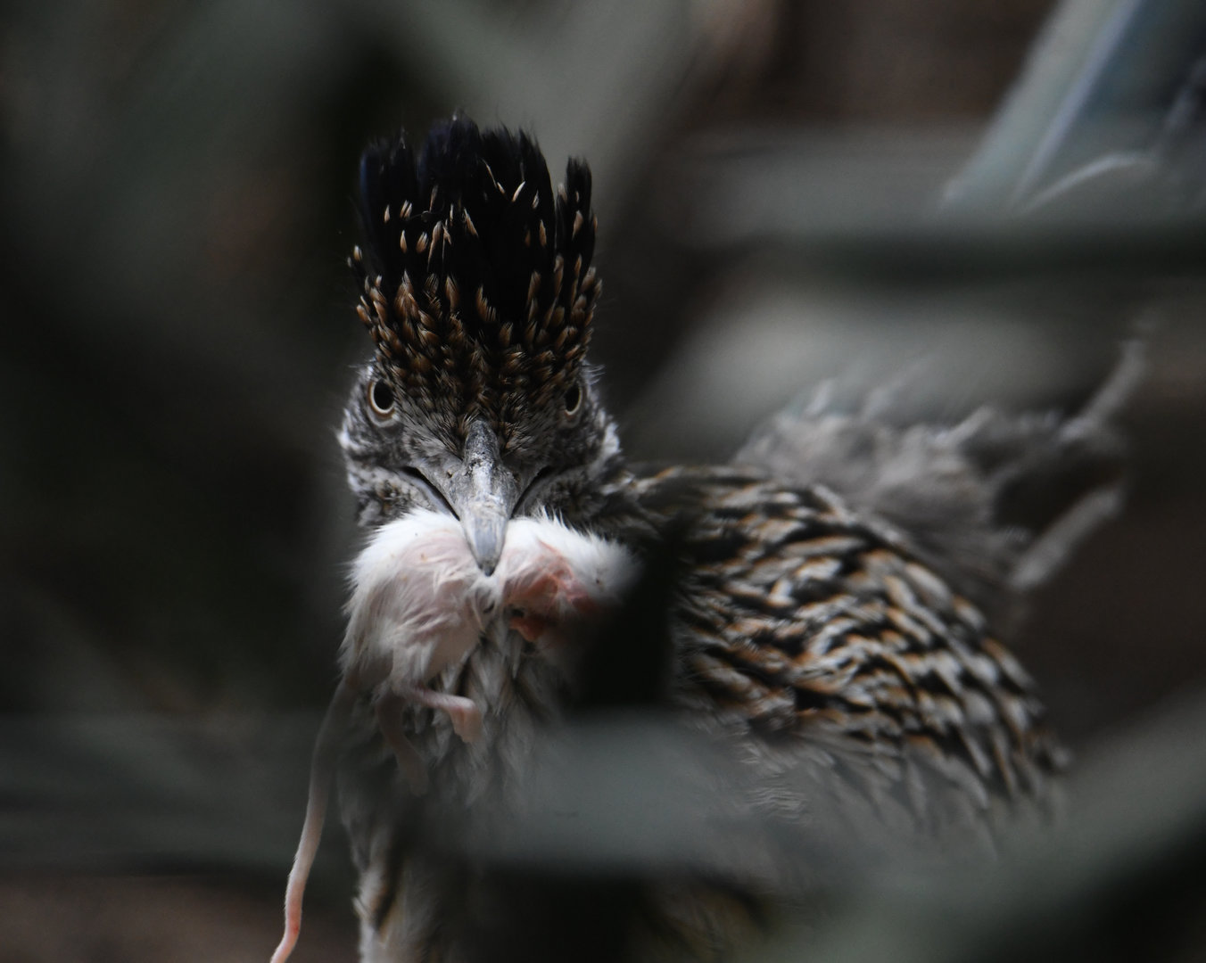 Roadrunner - Feathers & Scales
