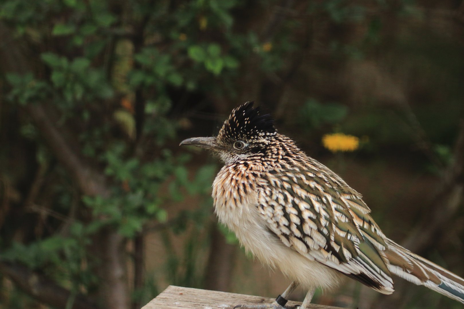 Roadrunner (July 2020)