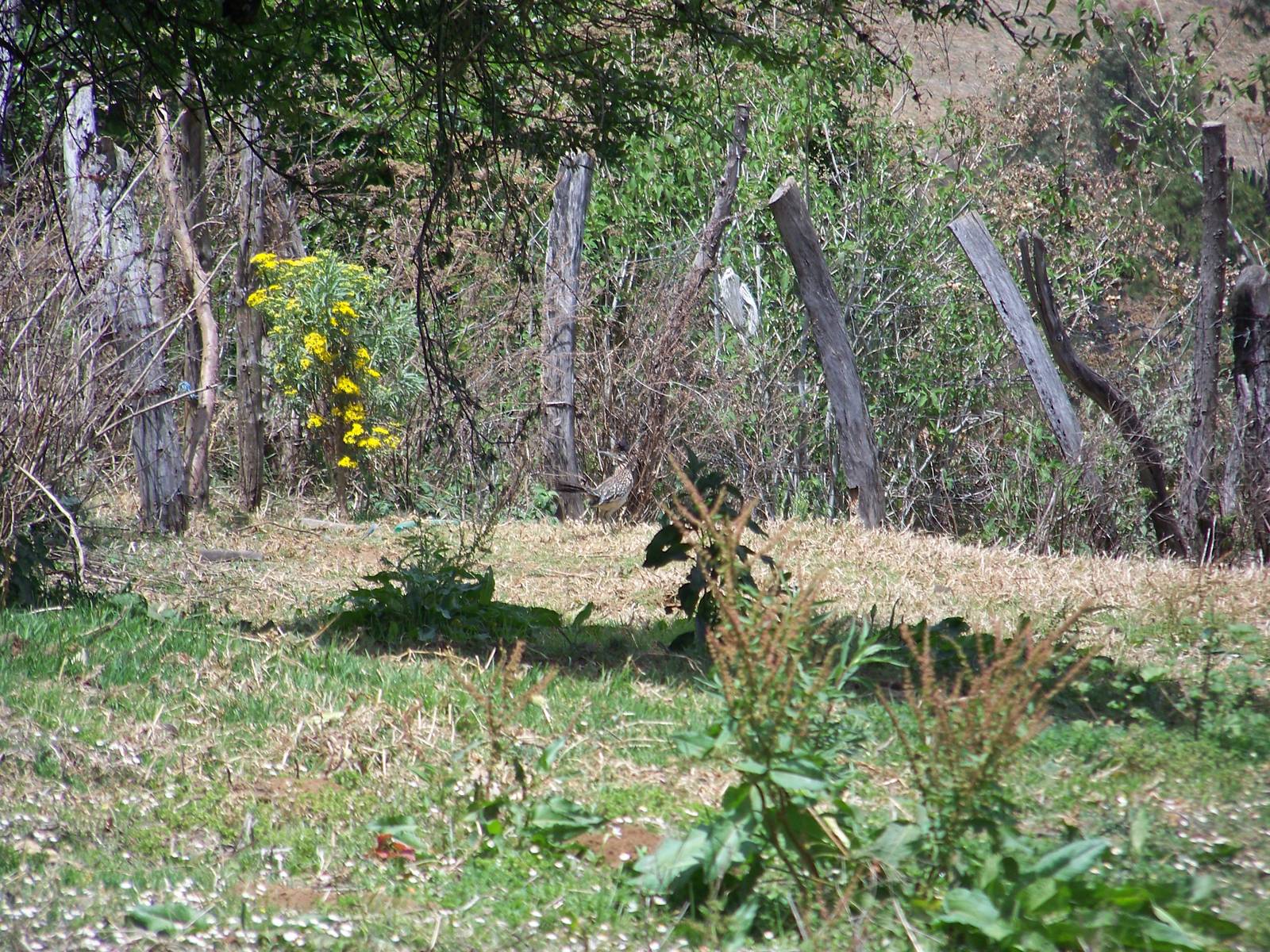Roadrunner (look closely)