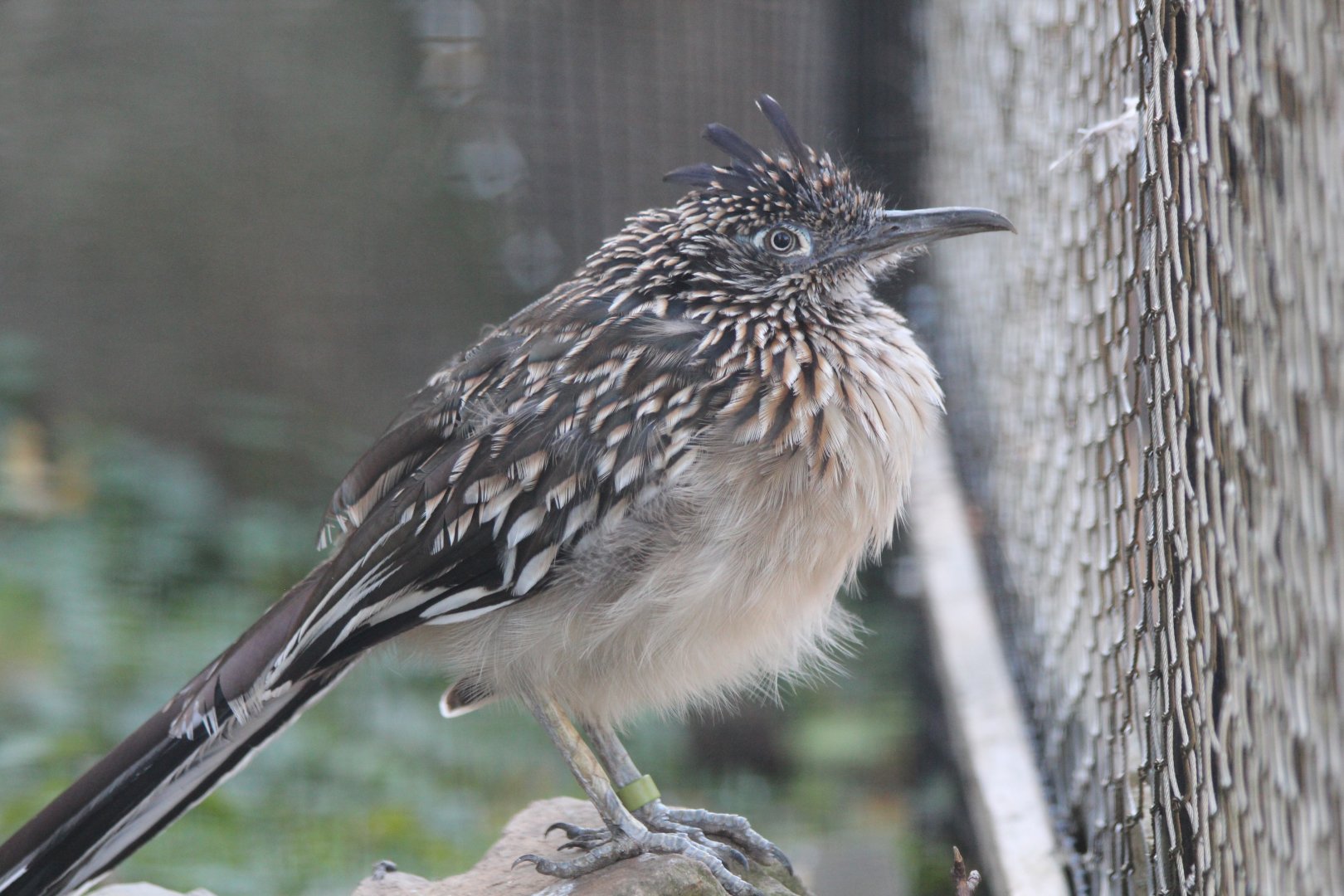 Roadrunner - Oct 2017