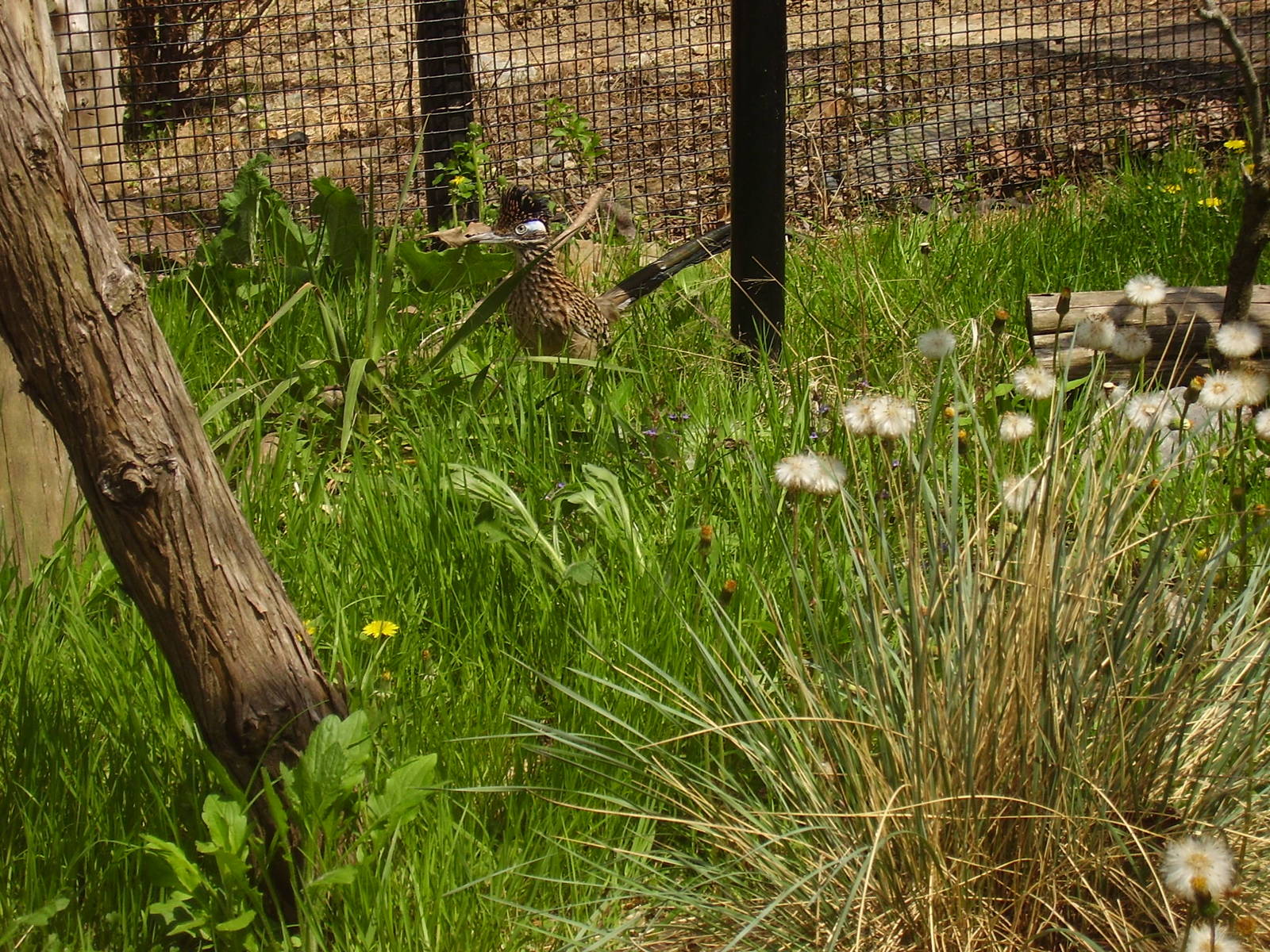 Roadrunner- Stone Zoo MAY07 II