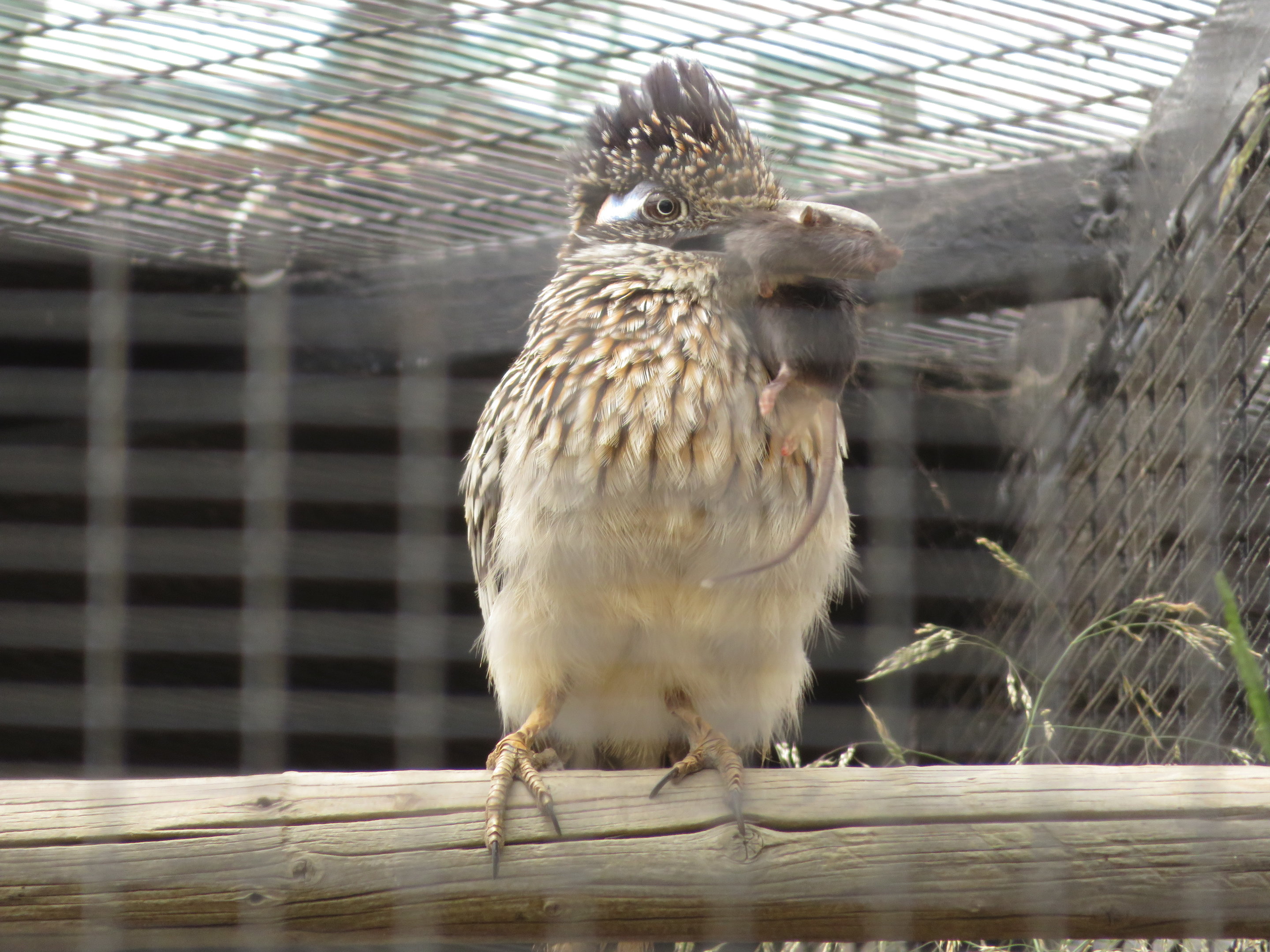 Roadrunner w/ Mouse