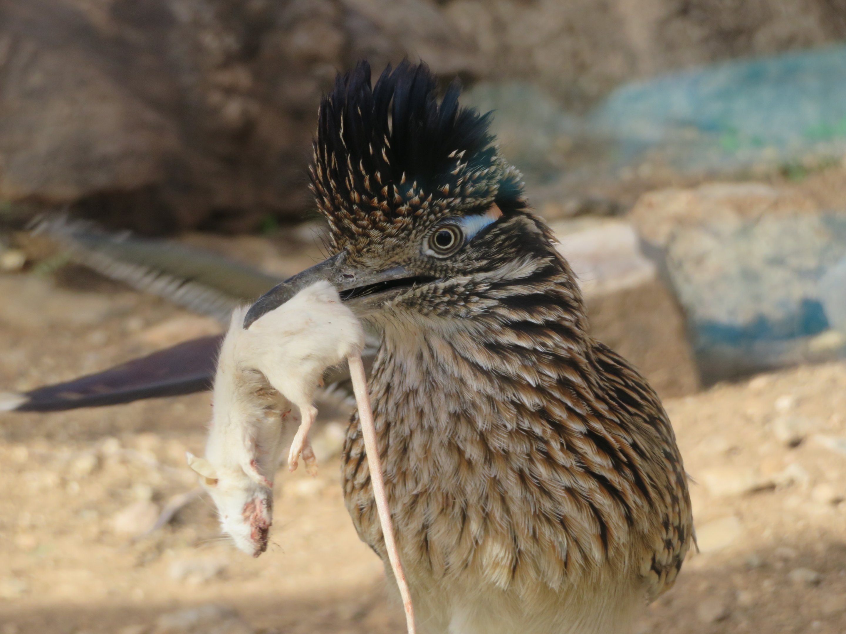 Roadrunner Wants to Share