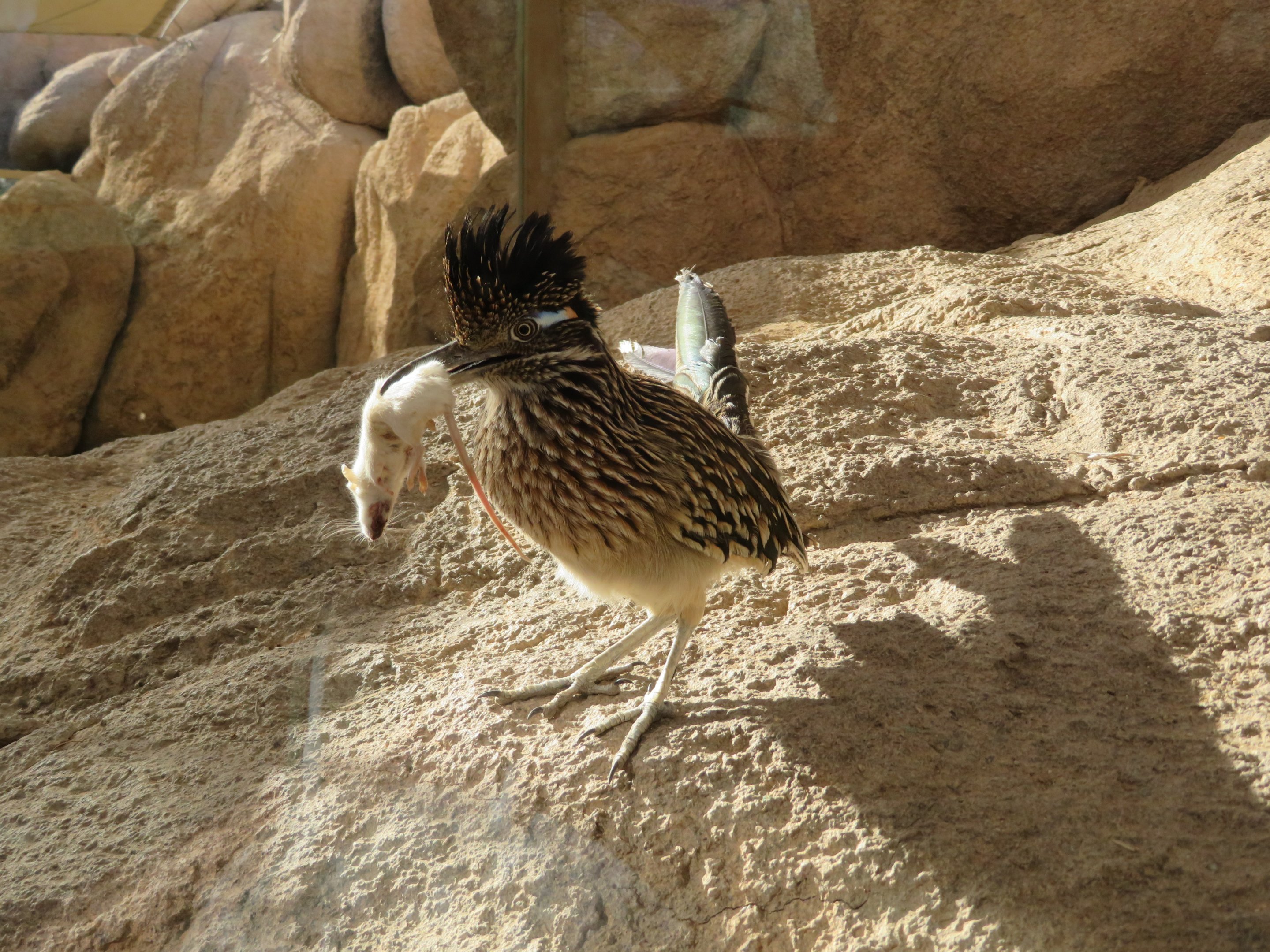 Roadrunner Wants to Share