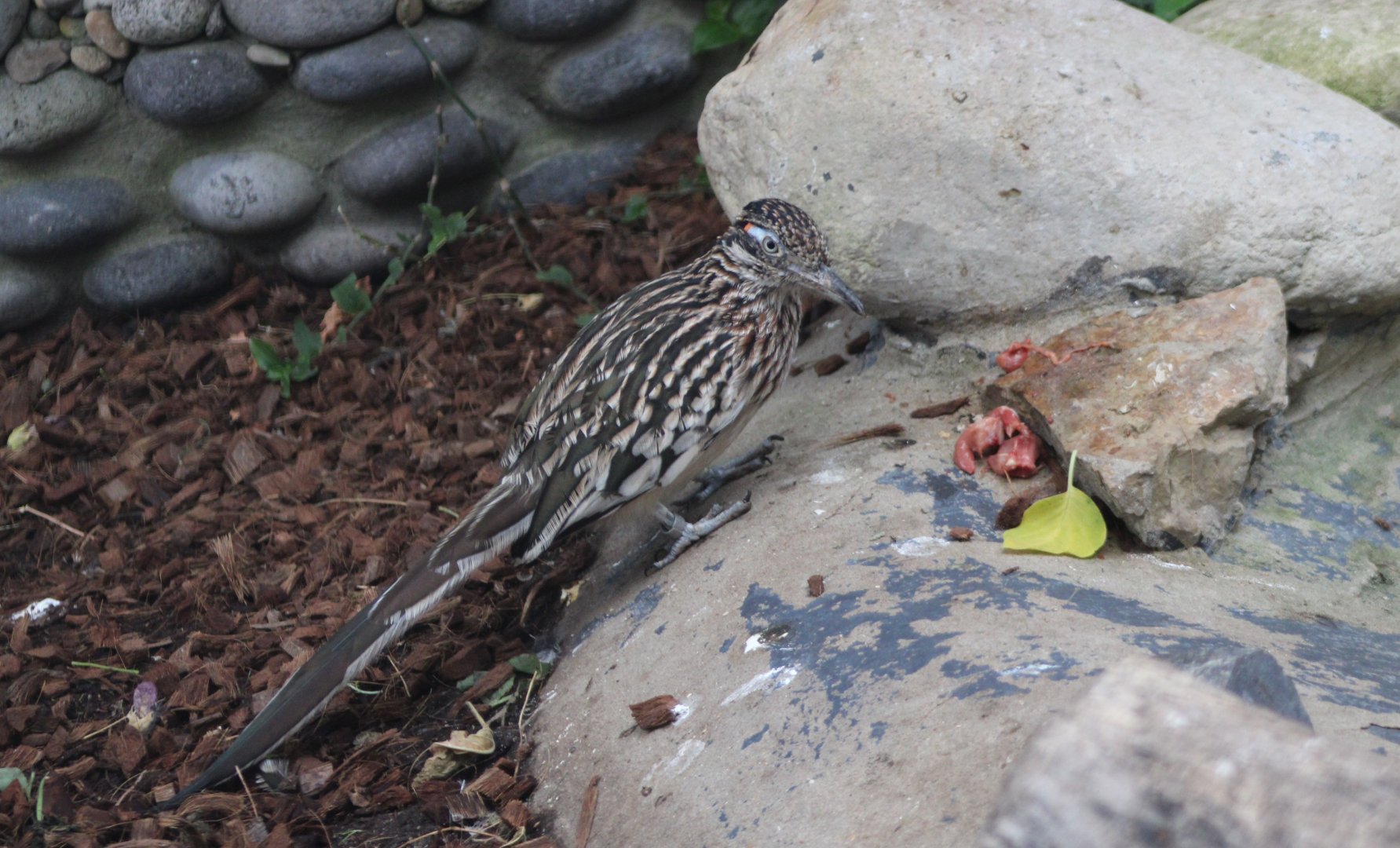 Roadrunner with "prey" in the Oasis