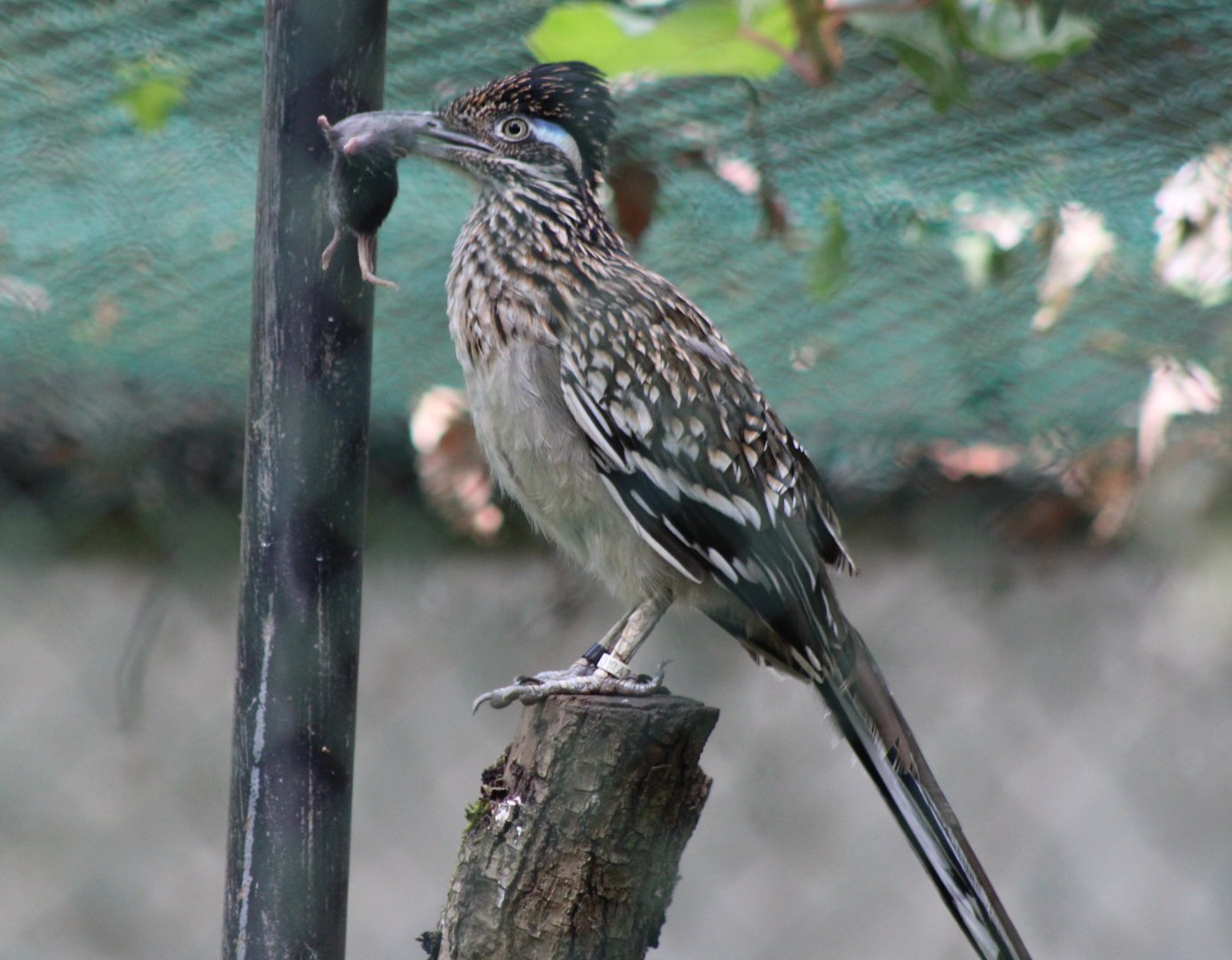 Roadrunner with prey