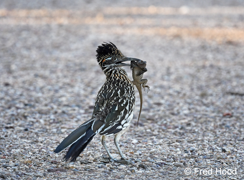 roadrunner with spiny lizard