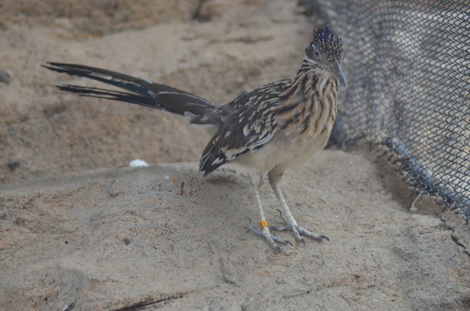 Roadrunner