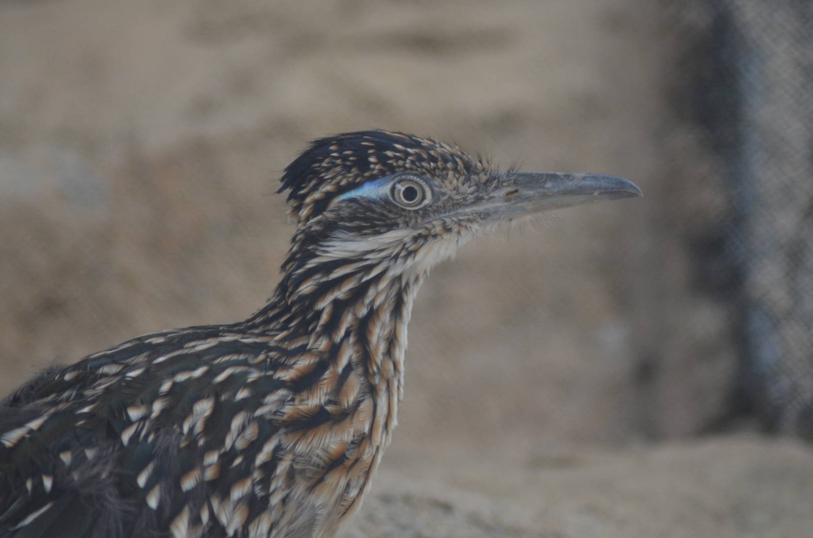 Roadrunner