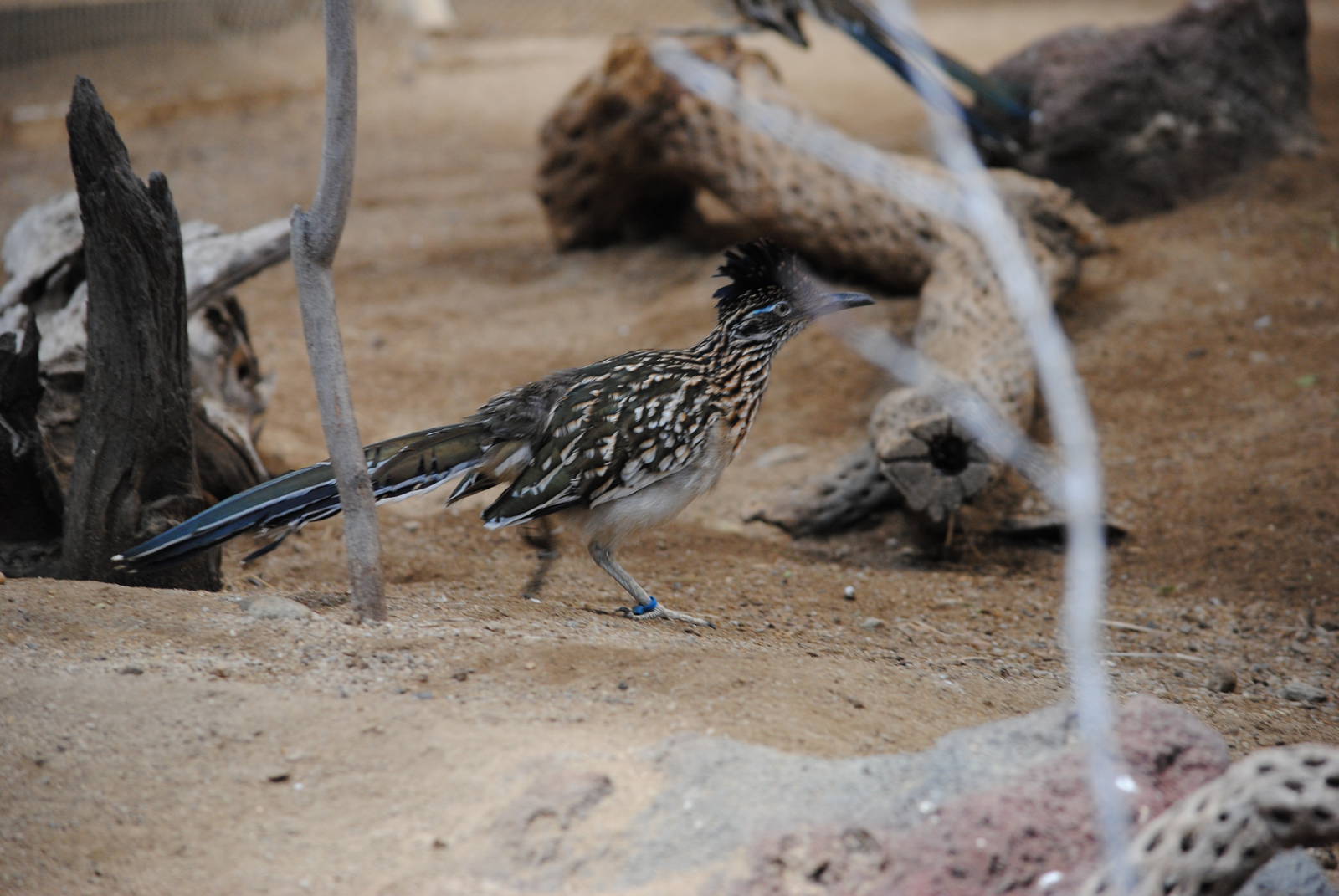 Roadrunner