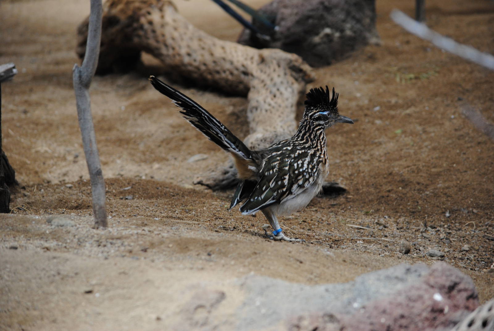 Roadrunner