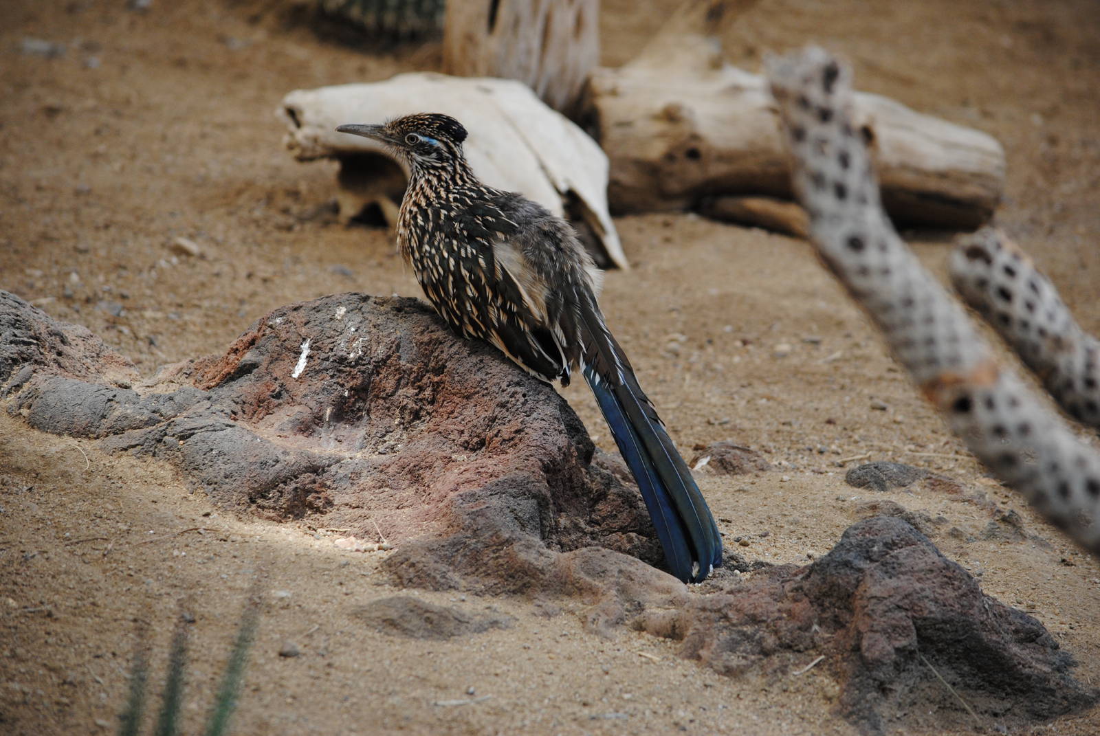 Roadrunner