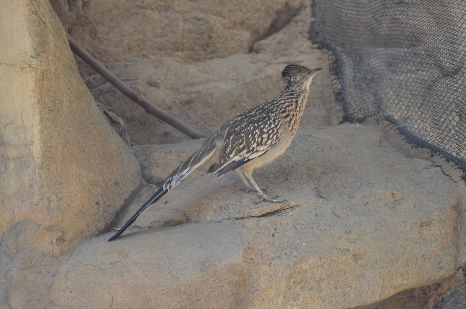 Roadrunner