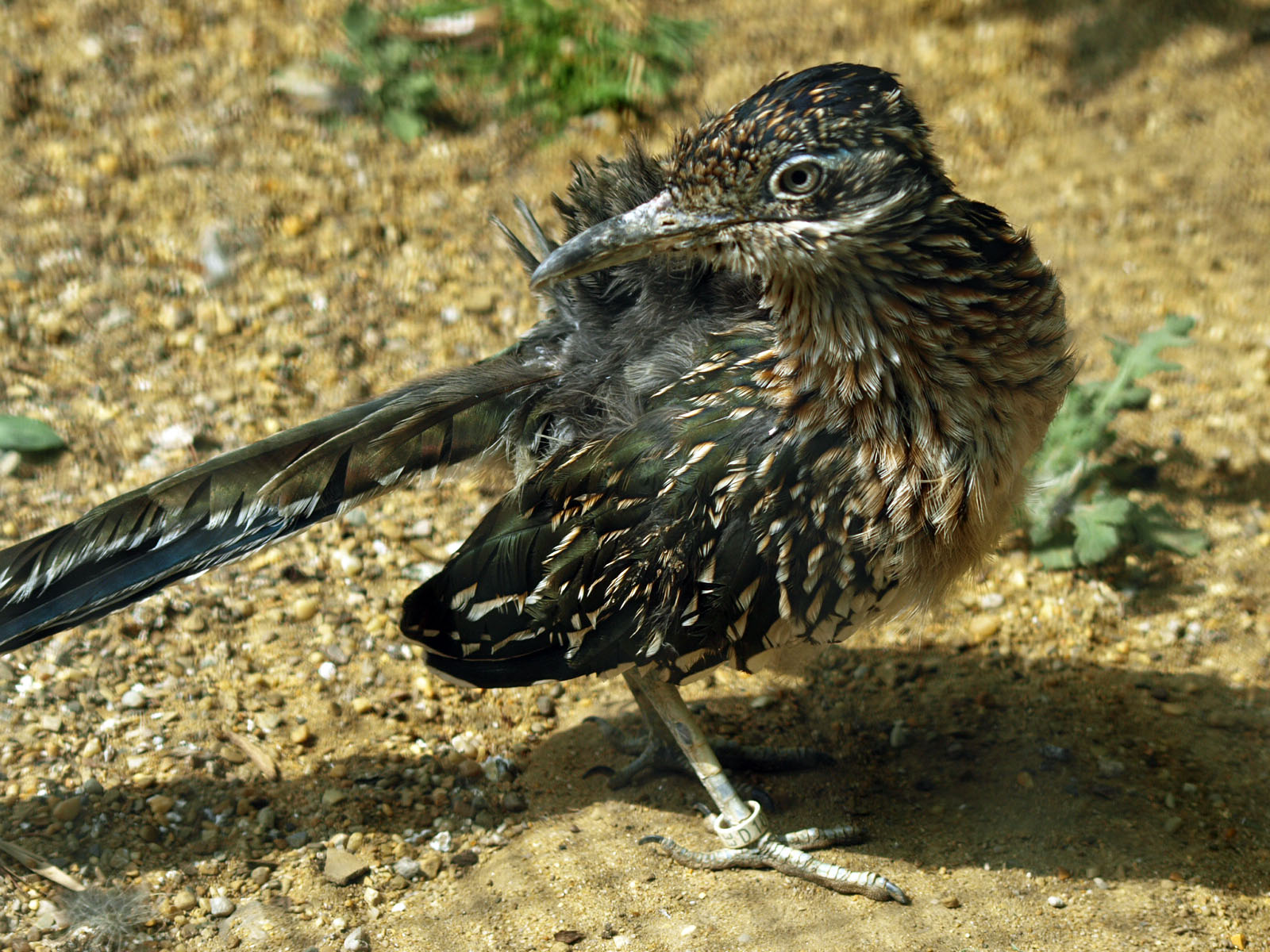 Roadrunner