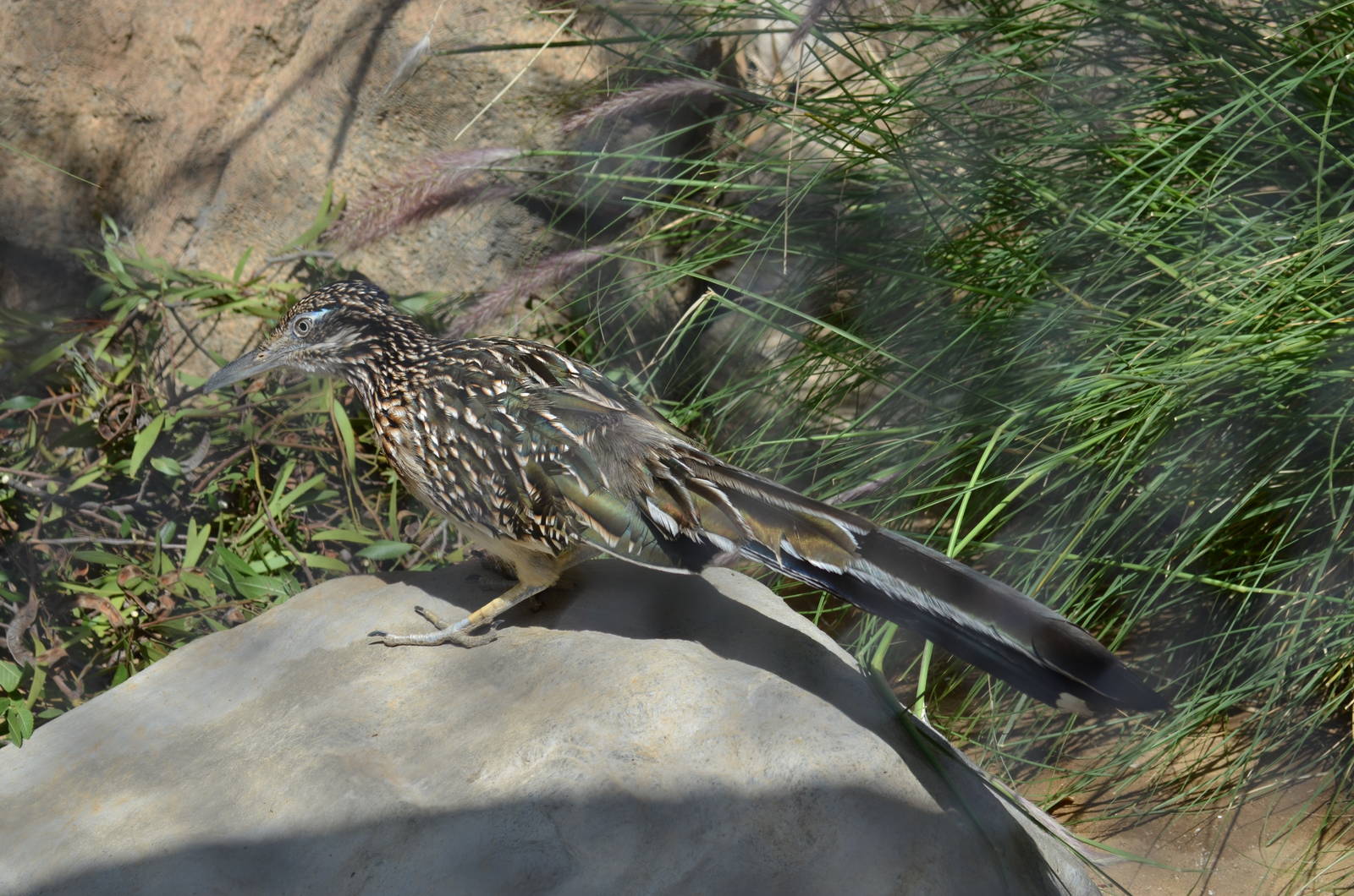 Roadrunner