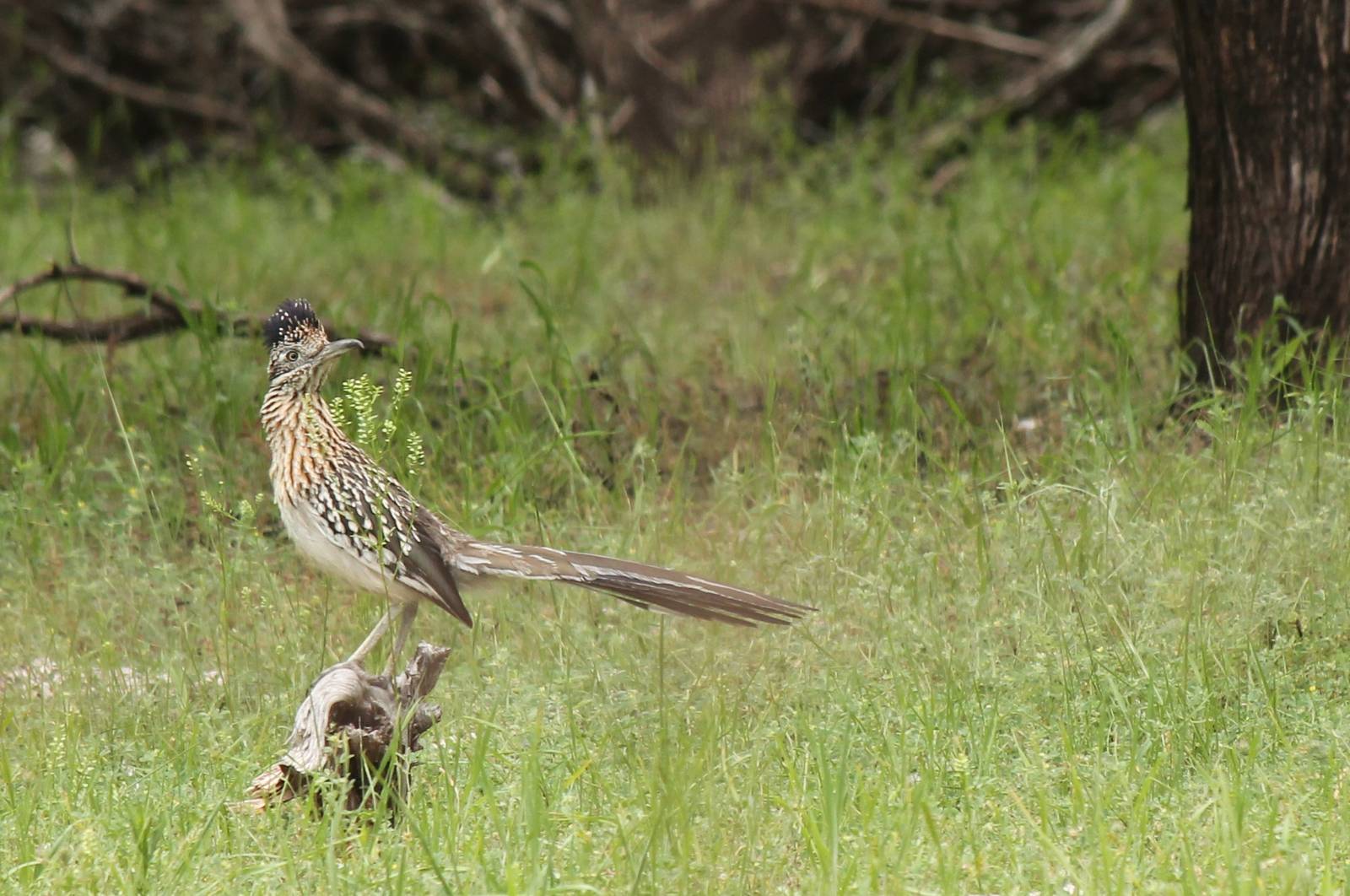 Roadrunner
