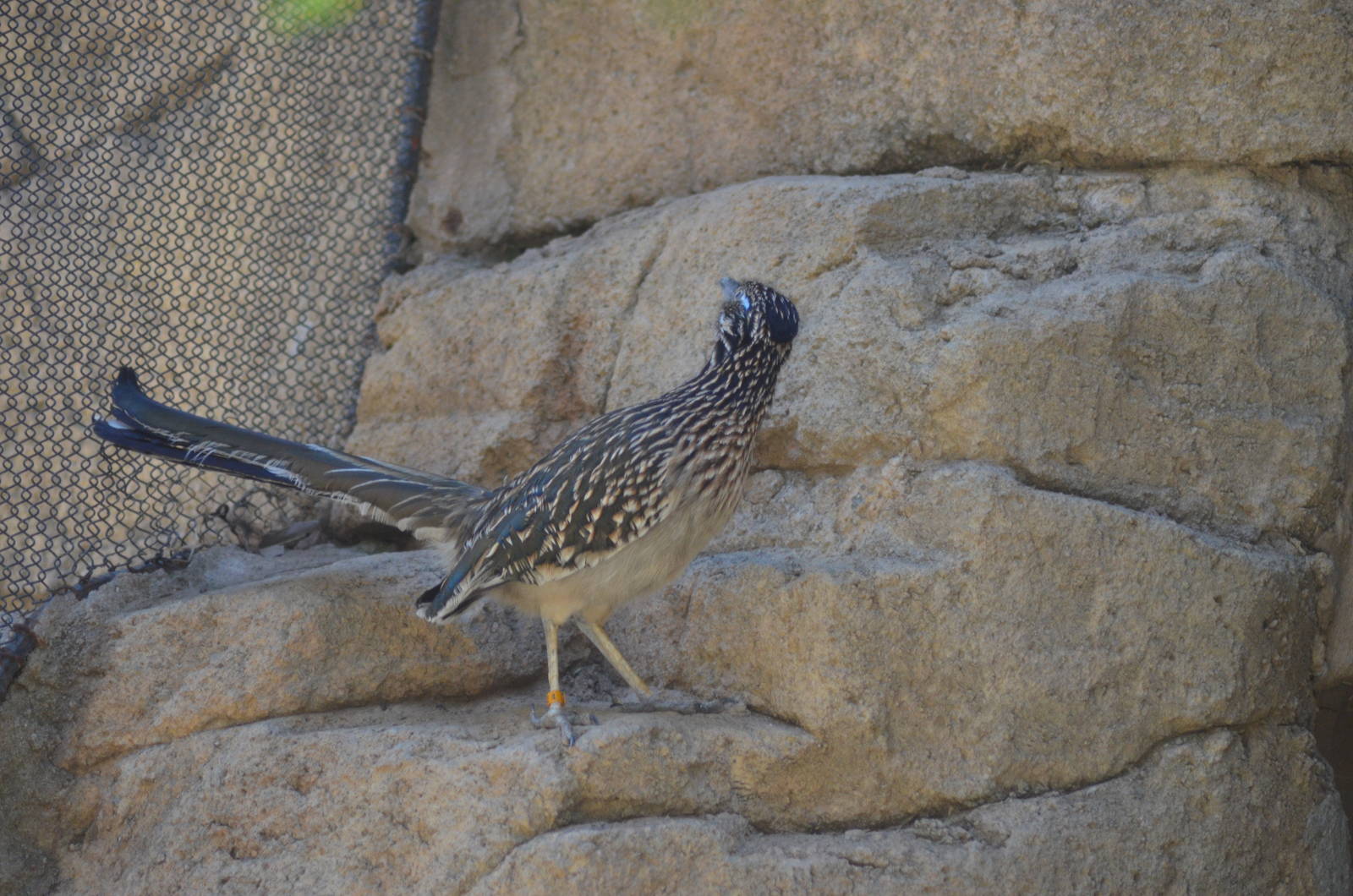Roadrunner